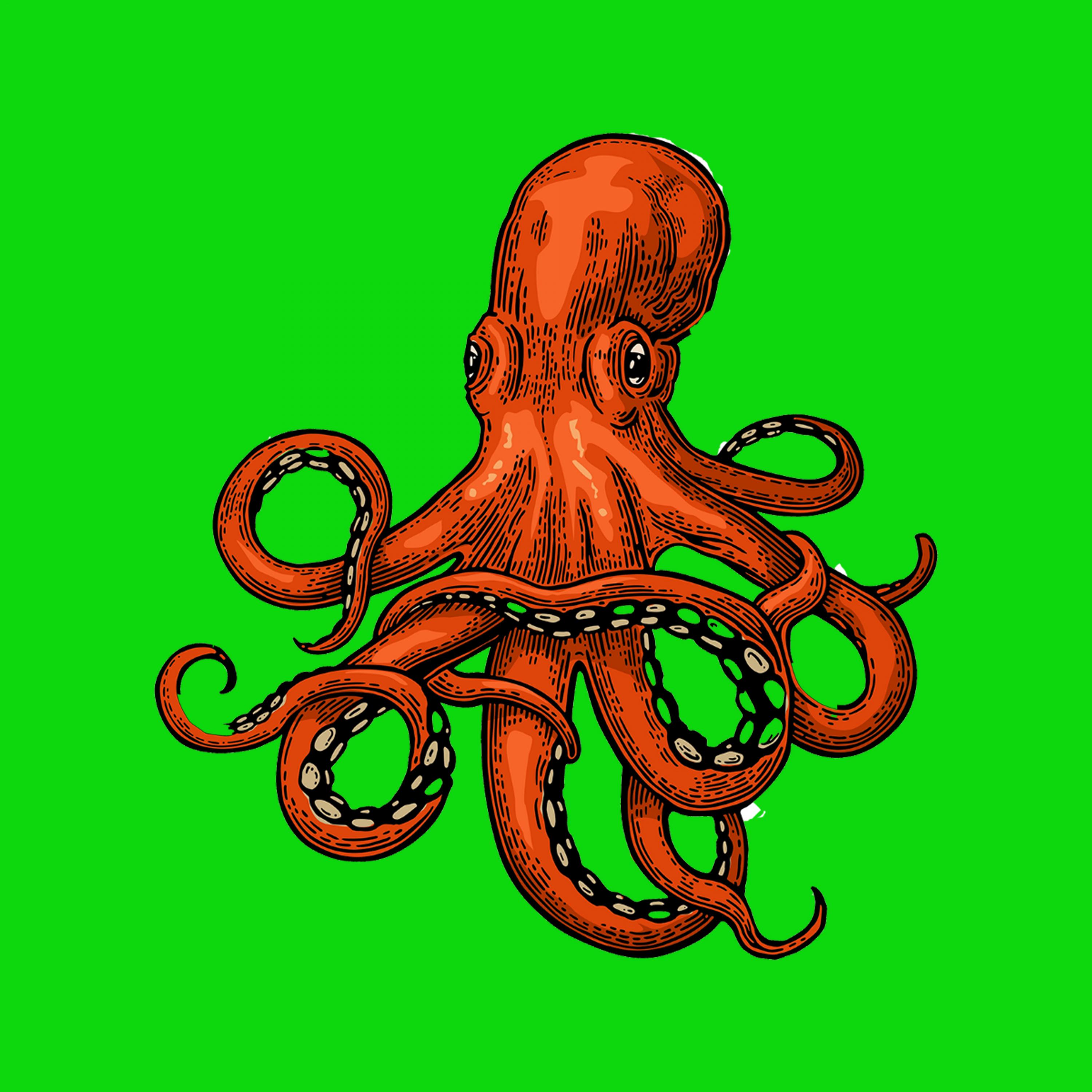 Octopus