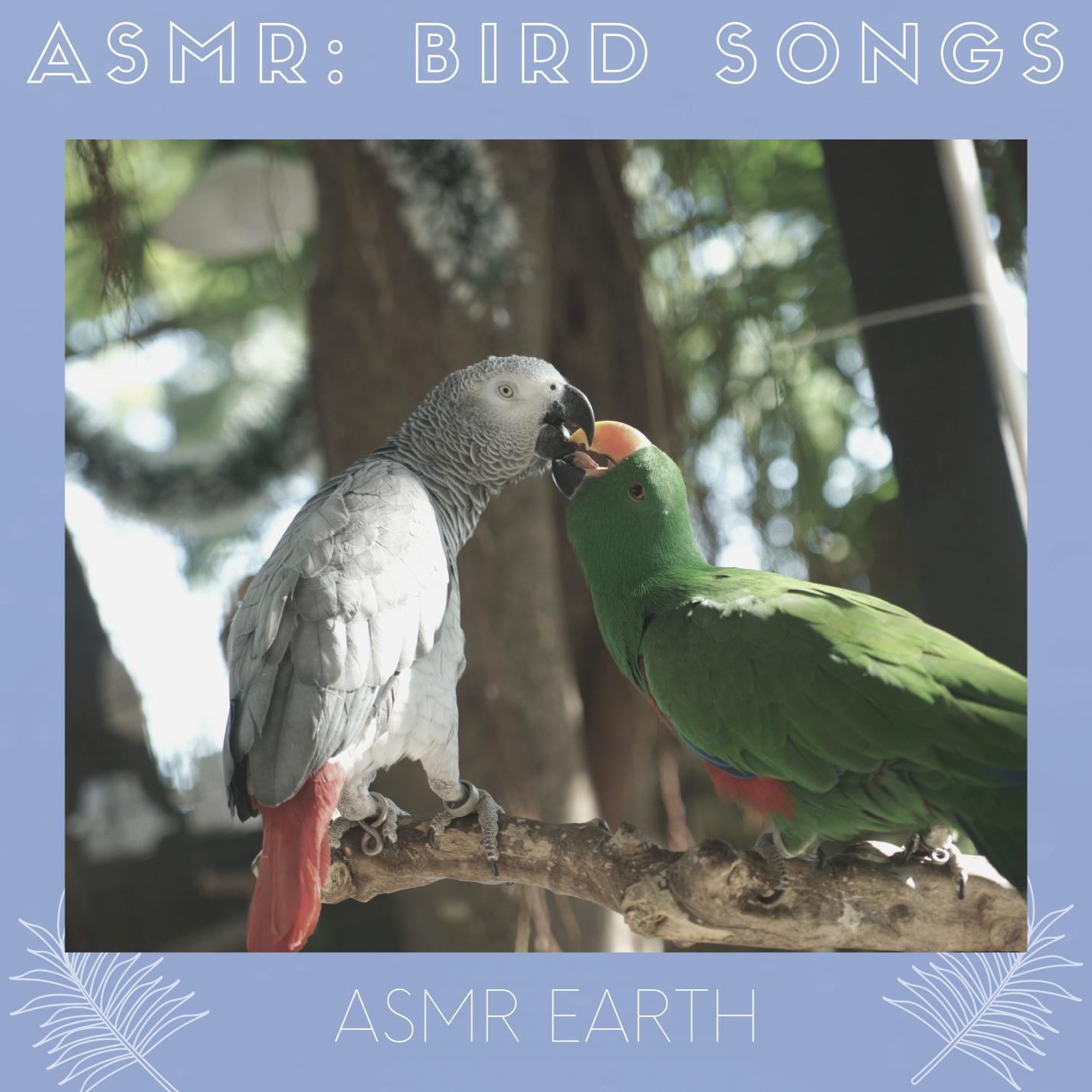 ASMR: Jungle Bird Sound