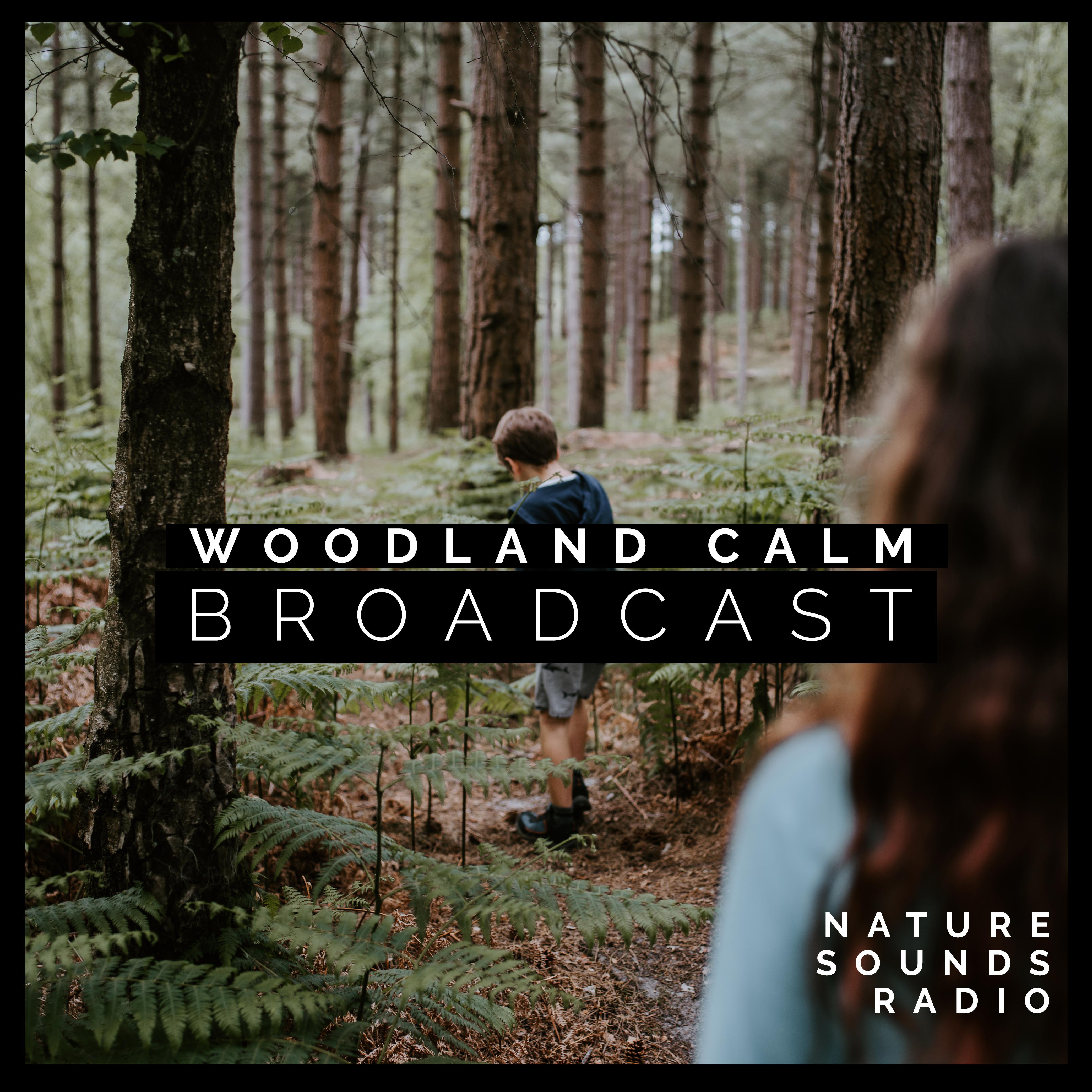 Woodland Calm Broadcast