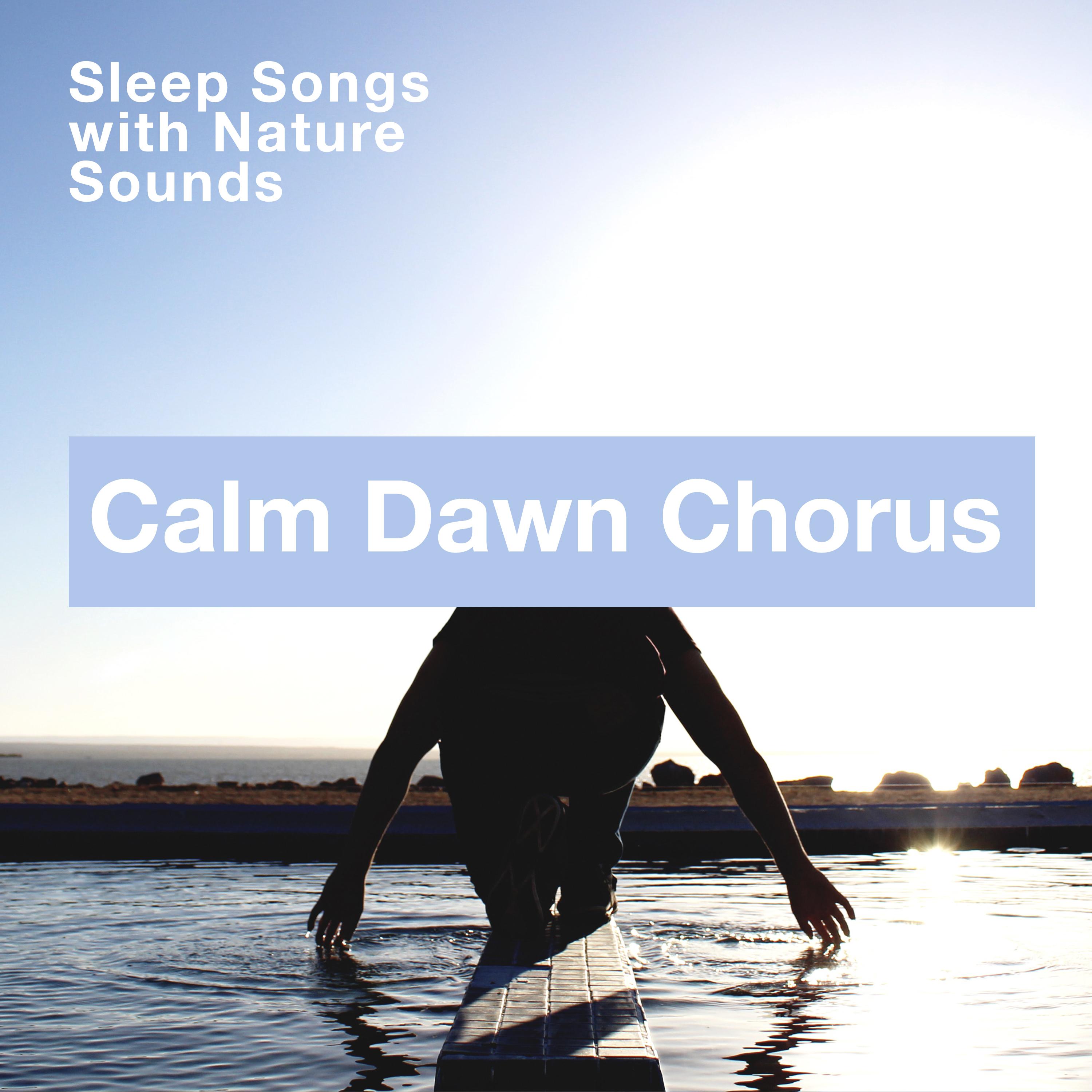 Calm Dawn Chorus