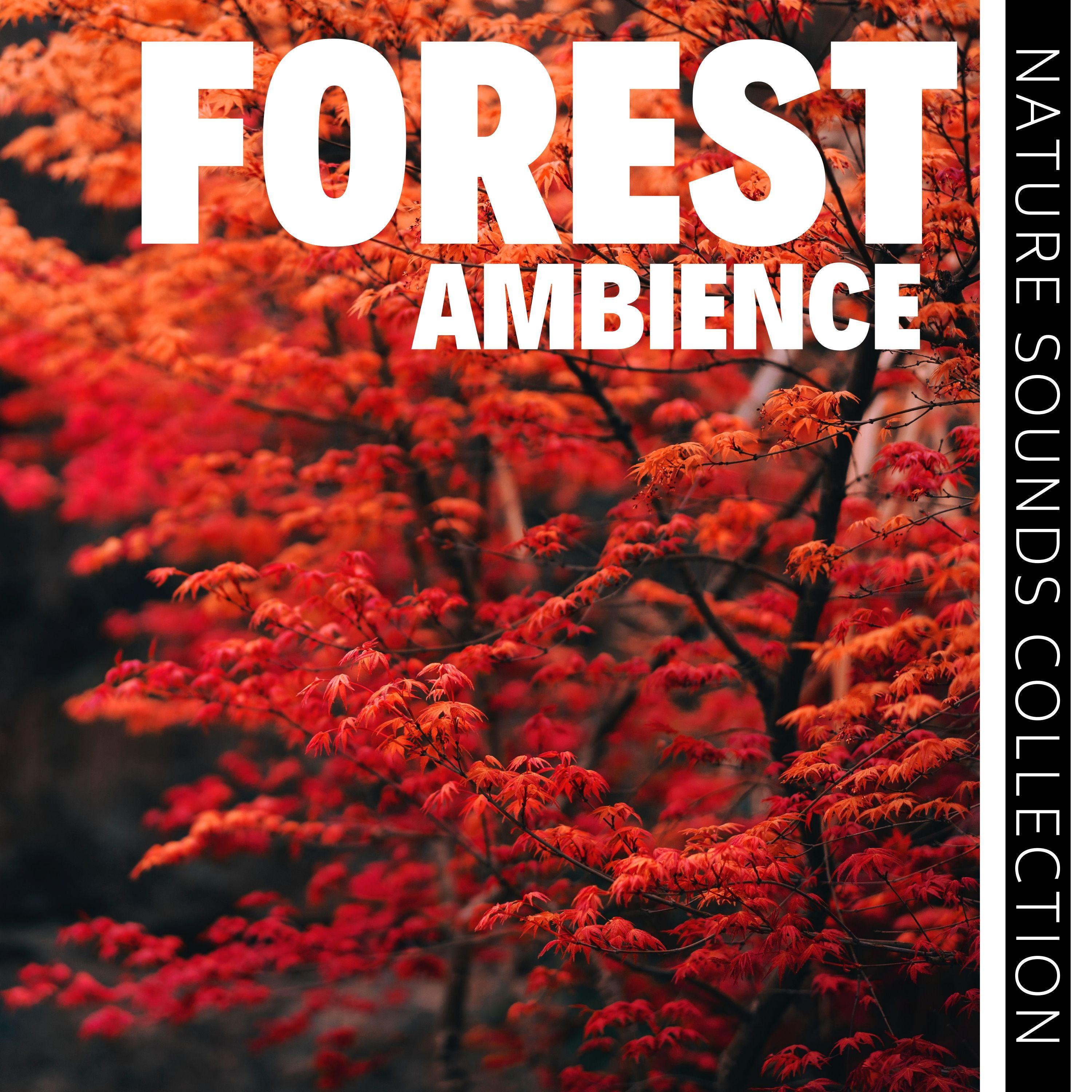 Forest Ambience CD - Nature Sounds Collection