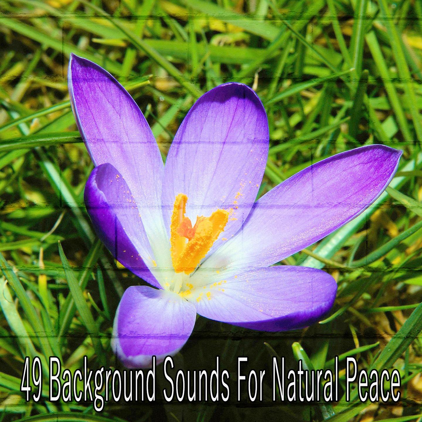 49 Background Sounds for Natural Peace