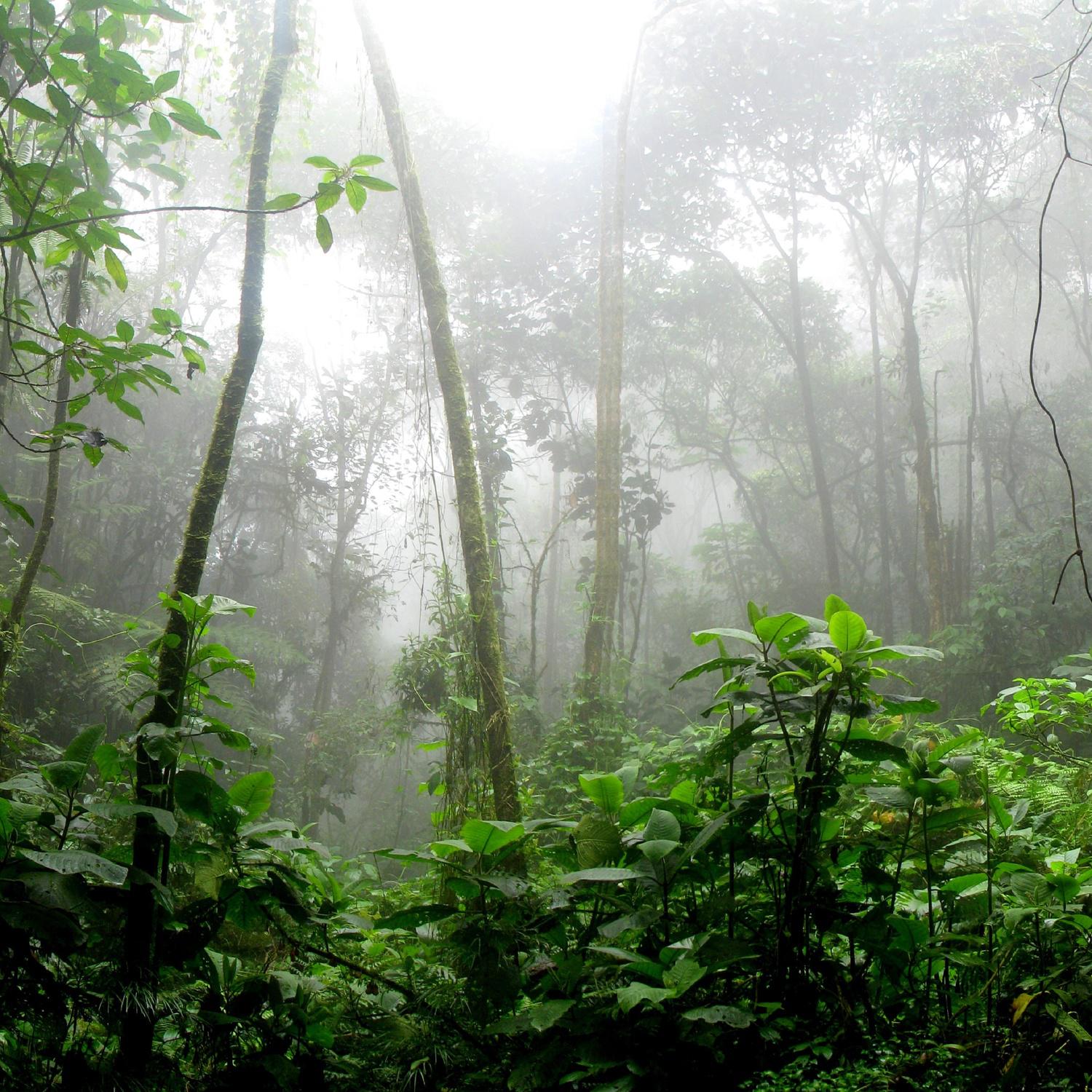 Rain Sounds  Nature Sounds  Jungle Calming Sounds Loopable