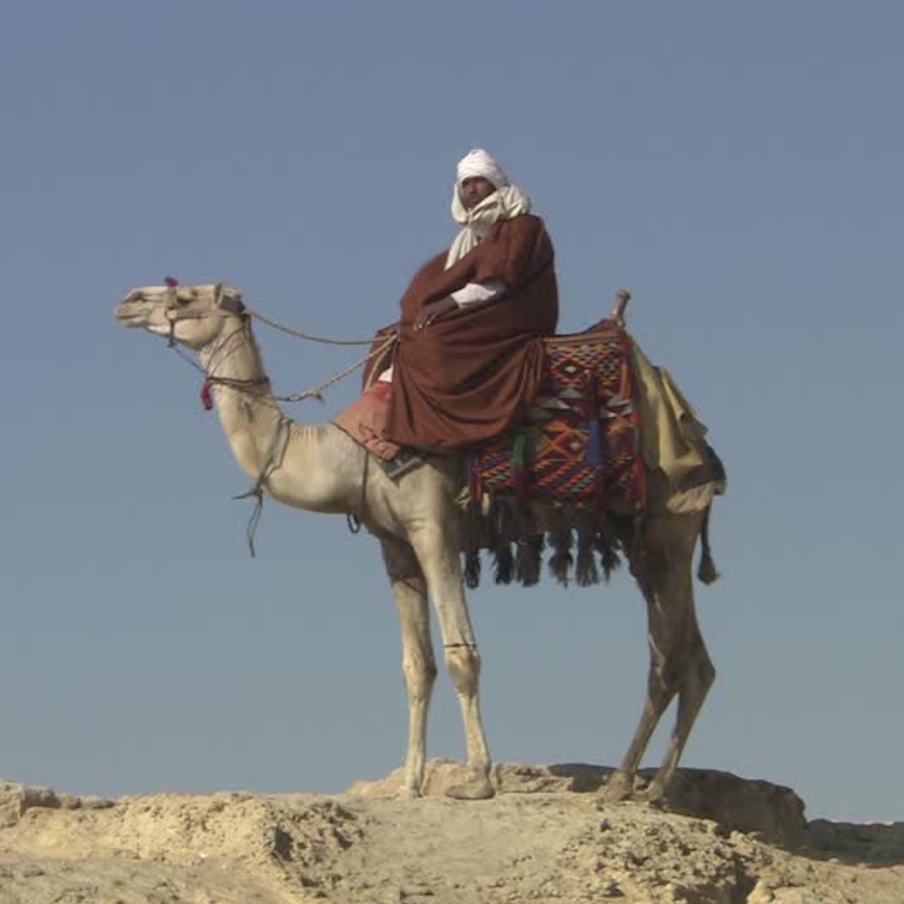 Camel Driver