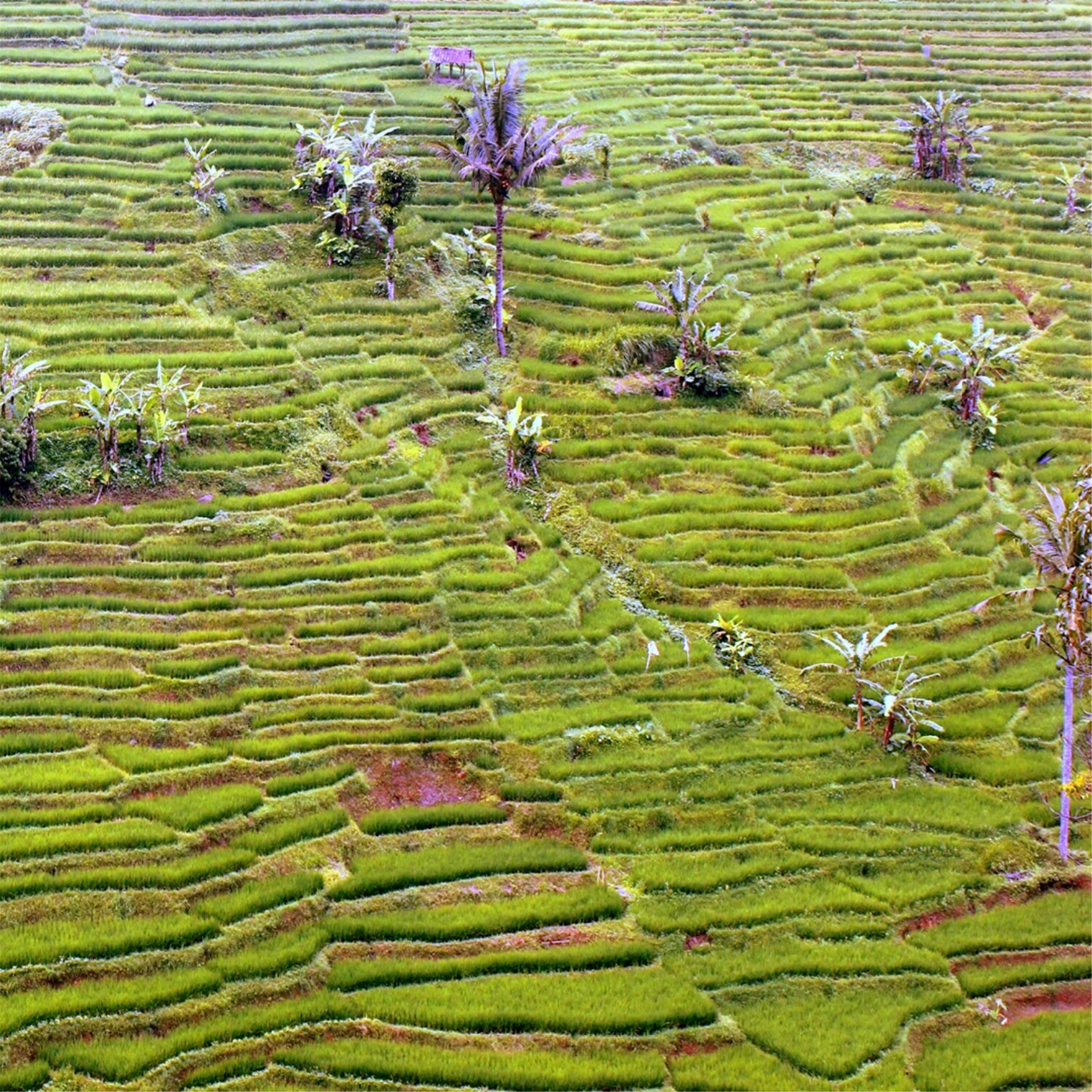 Kembang Jahe Laos