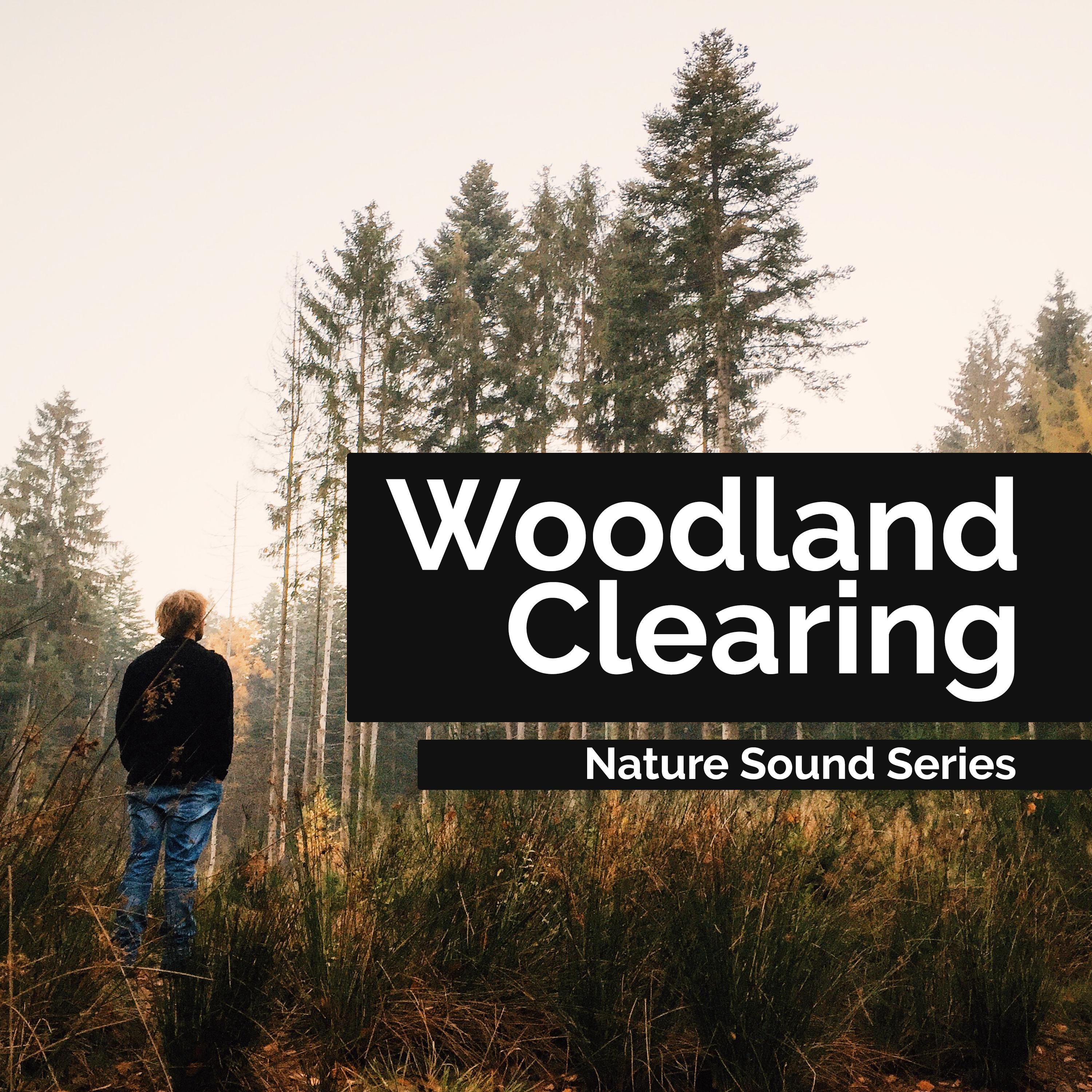 Woodland Clearing