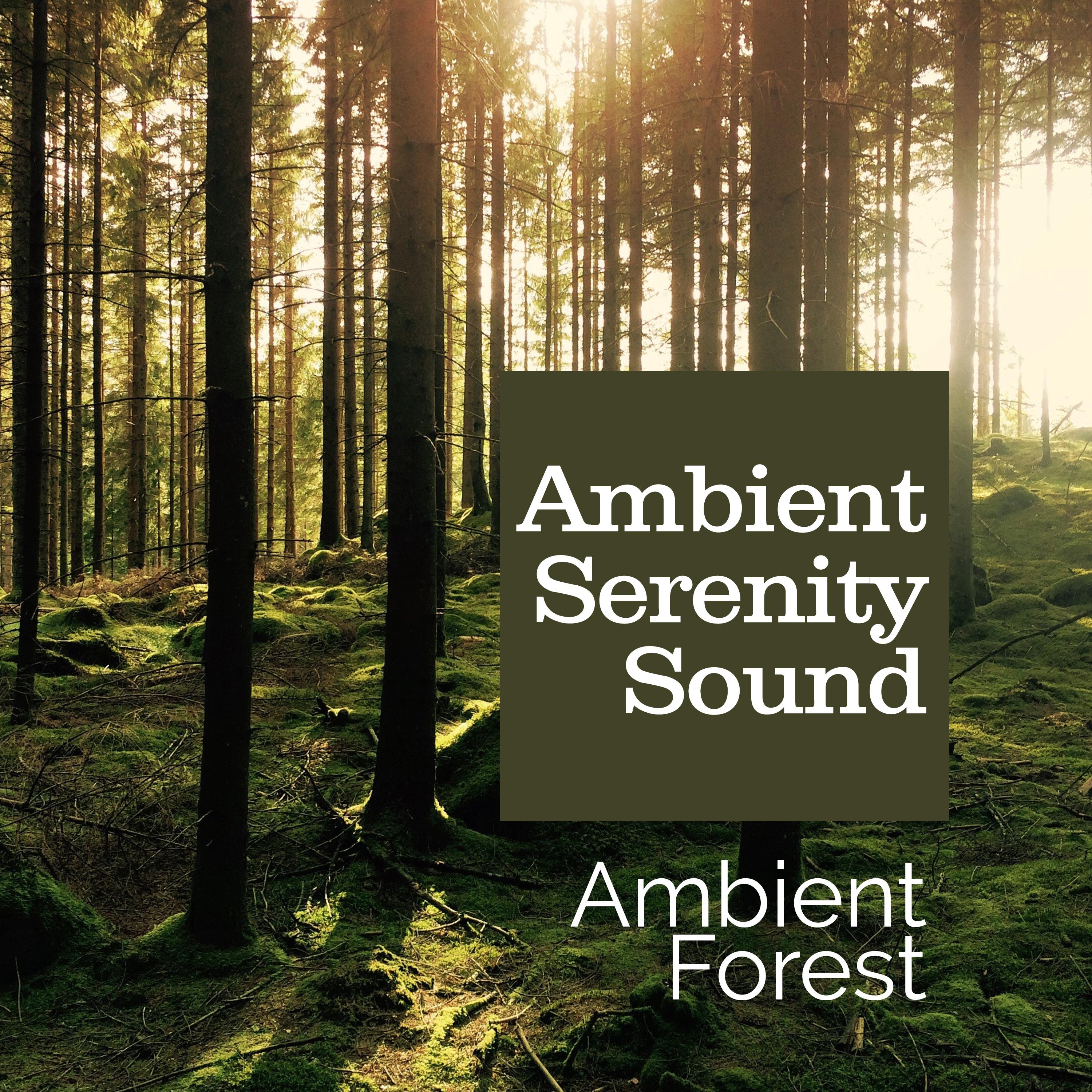 Ambient Serenity Sound