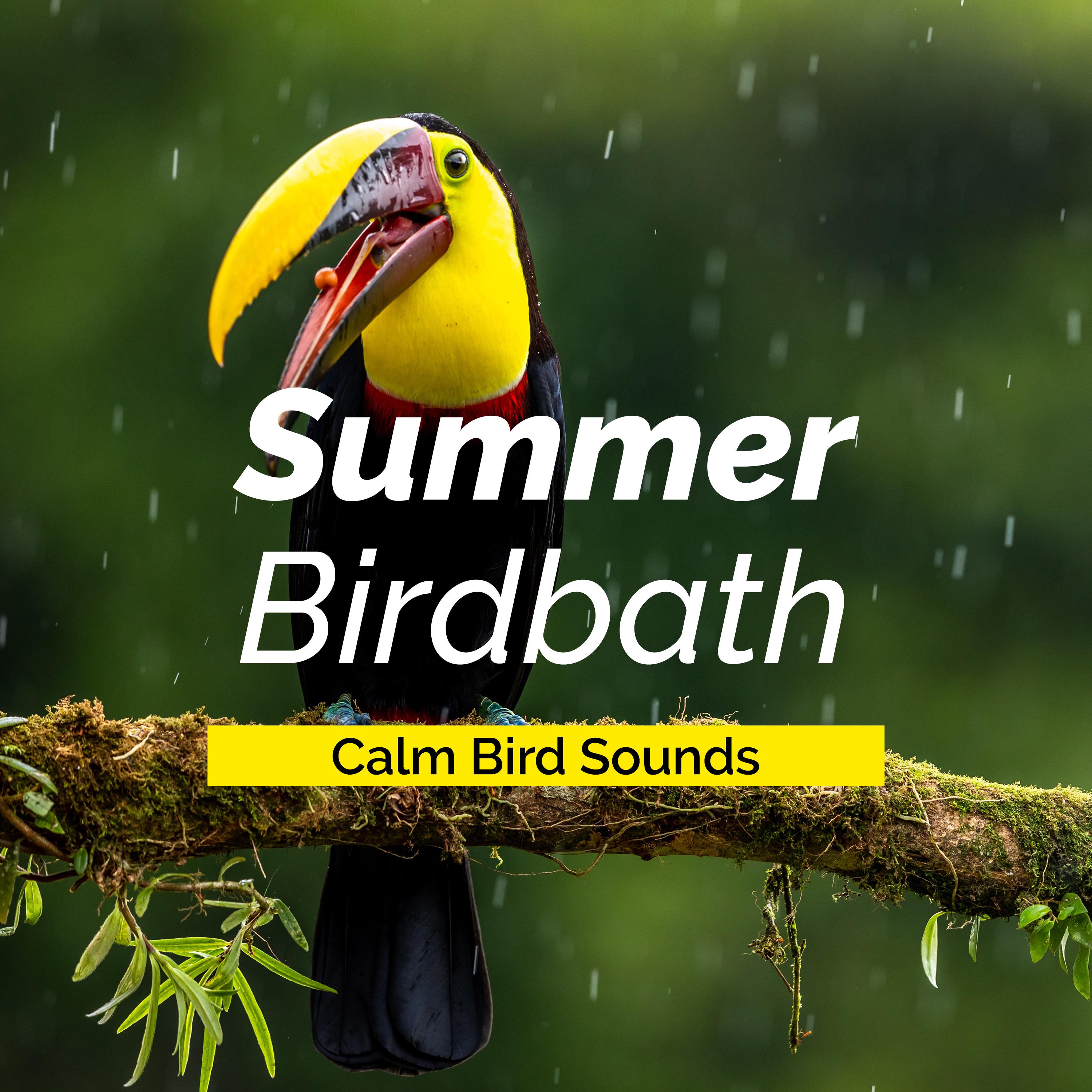 Summer Birdbath