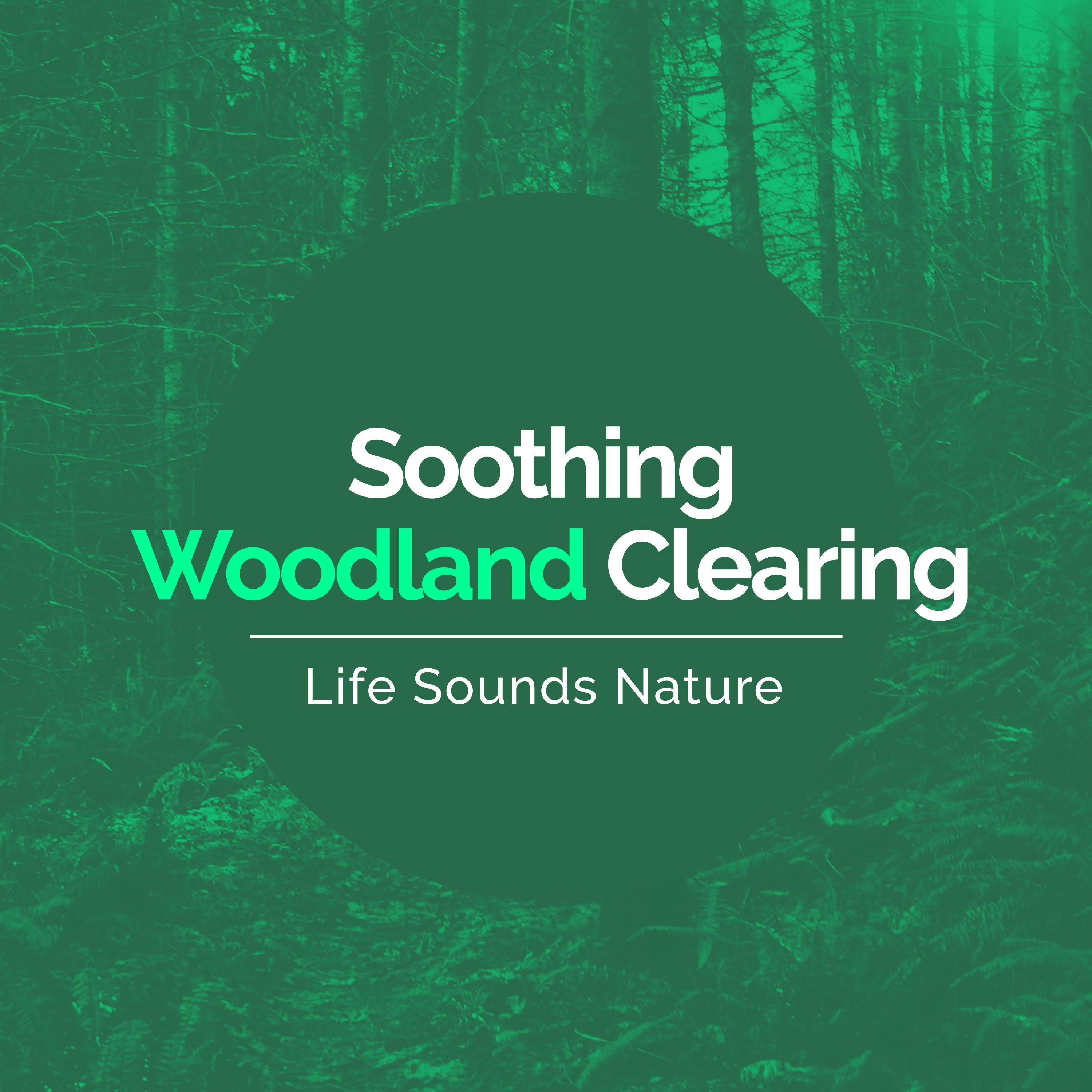 Soothing Woodland Clearing