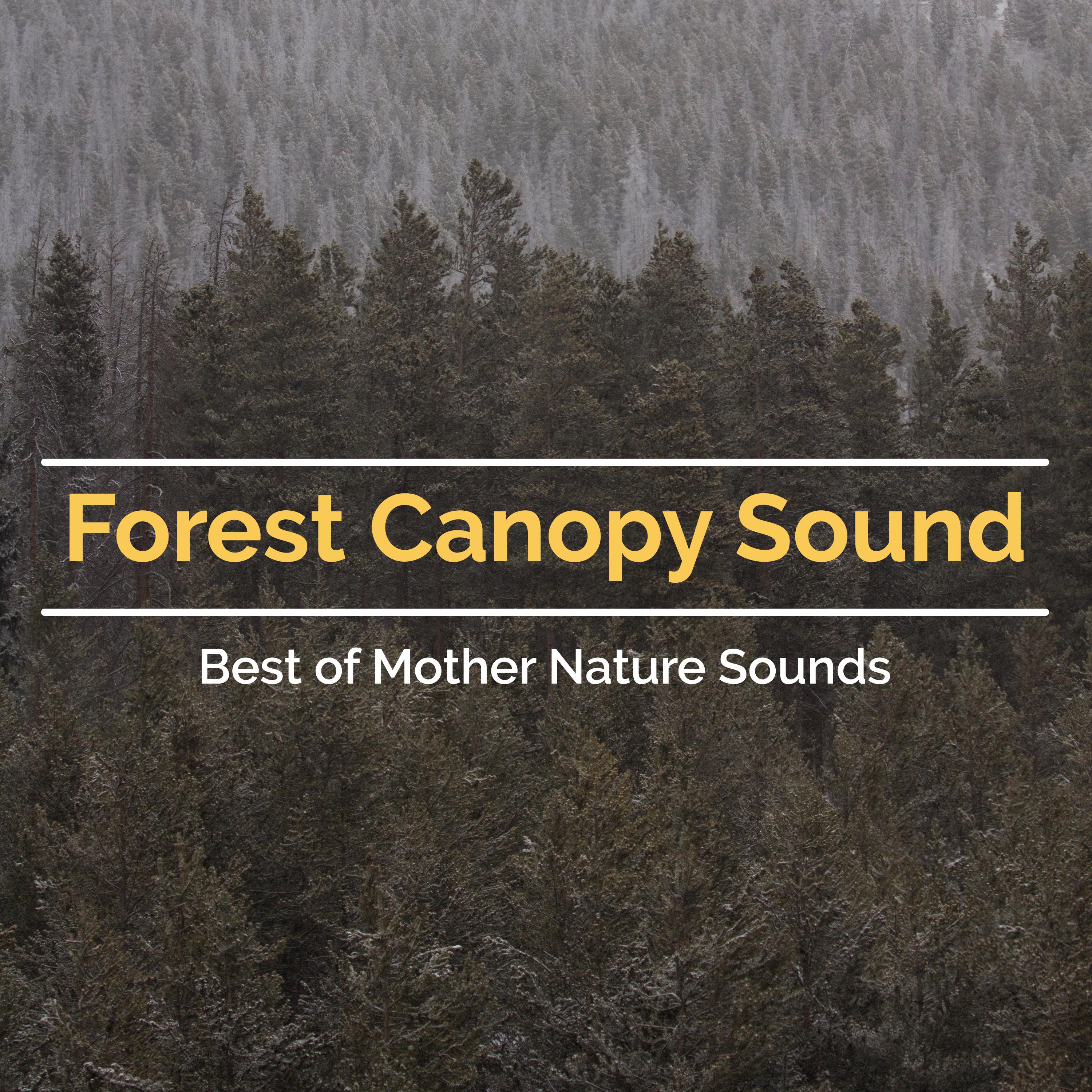 Forest Canopy Sound