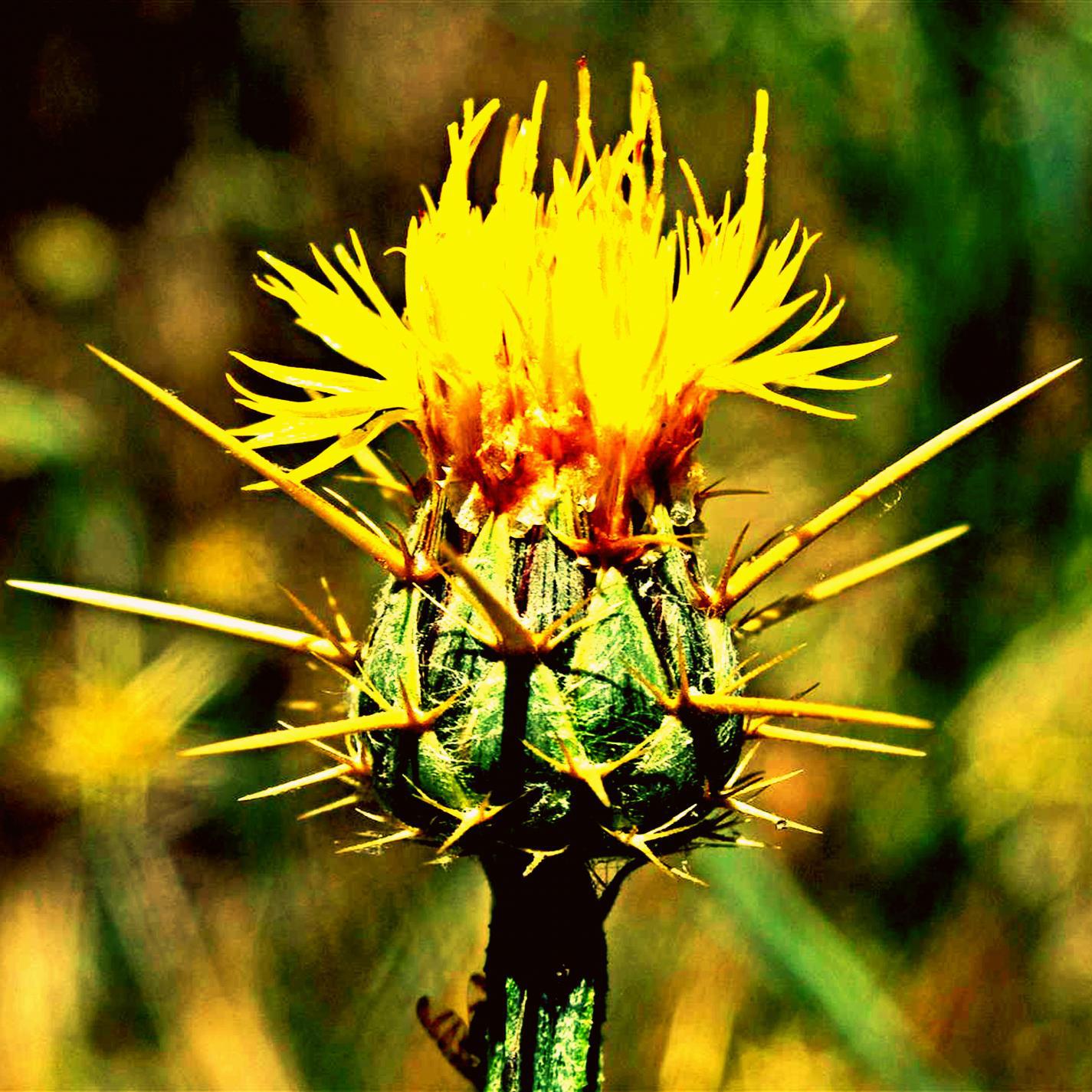 Thistle Picker