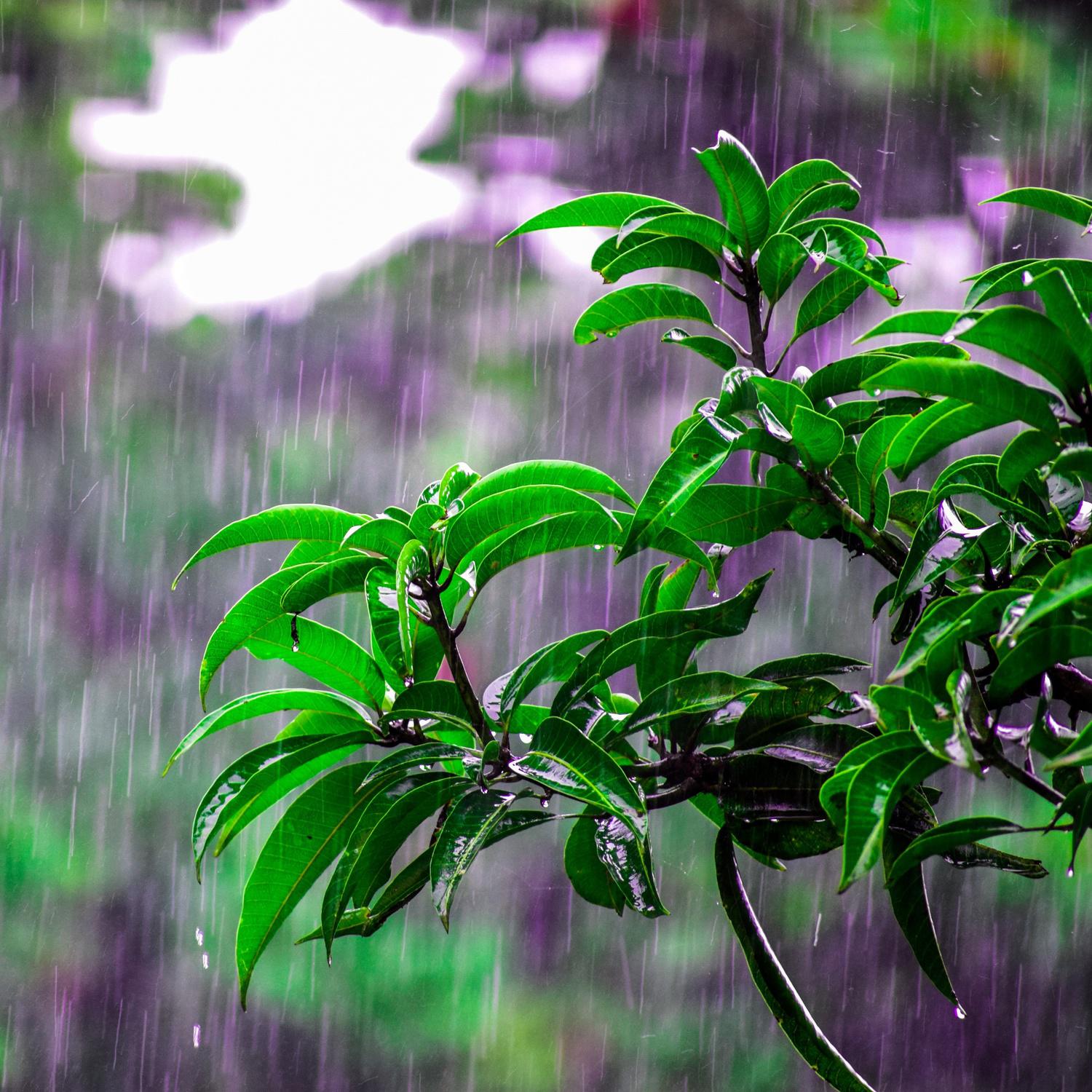 Shushing Rain Sounds for Efficient Calm (Loopable)