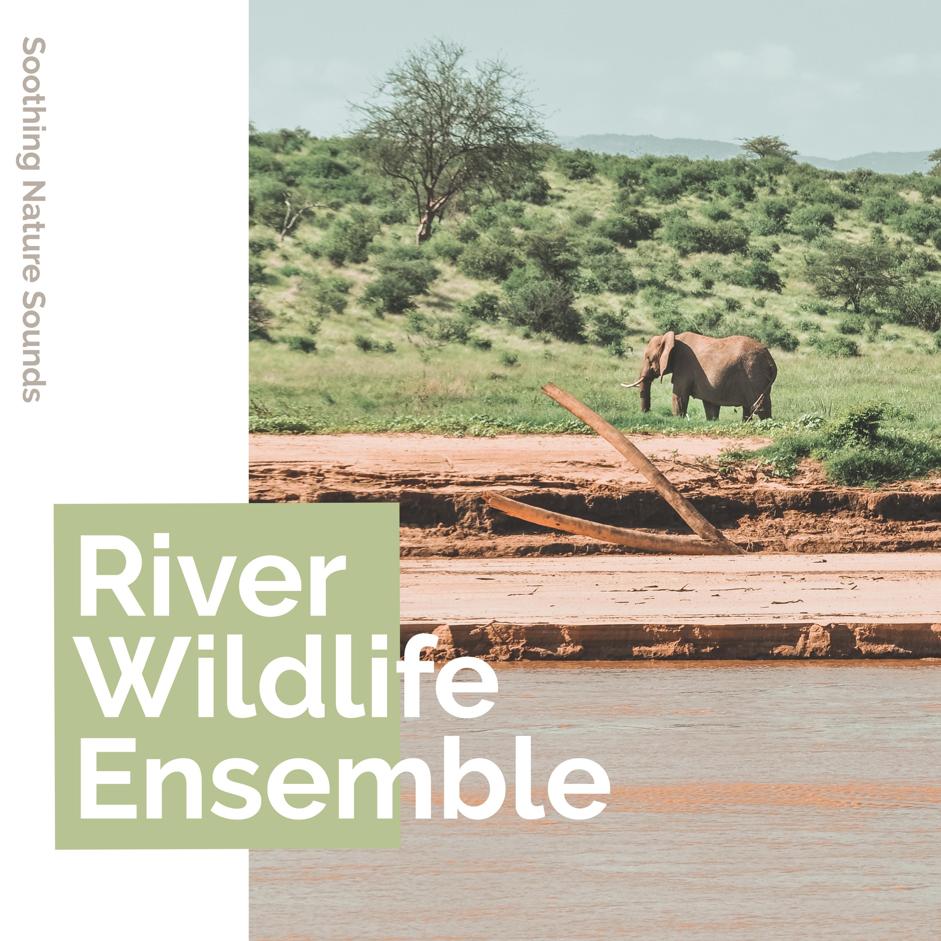 River Wildlife Ensemble