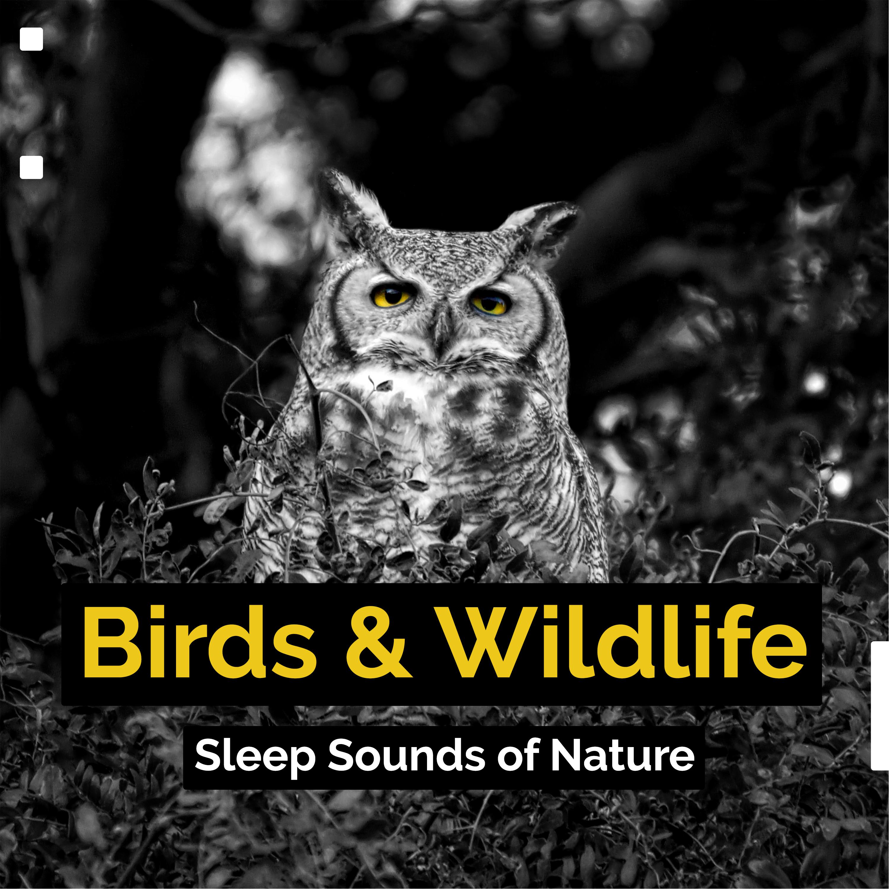 Birds & Wildlife