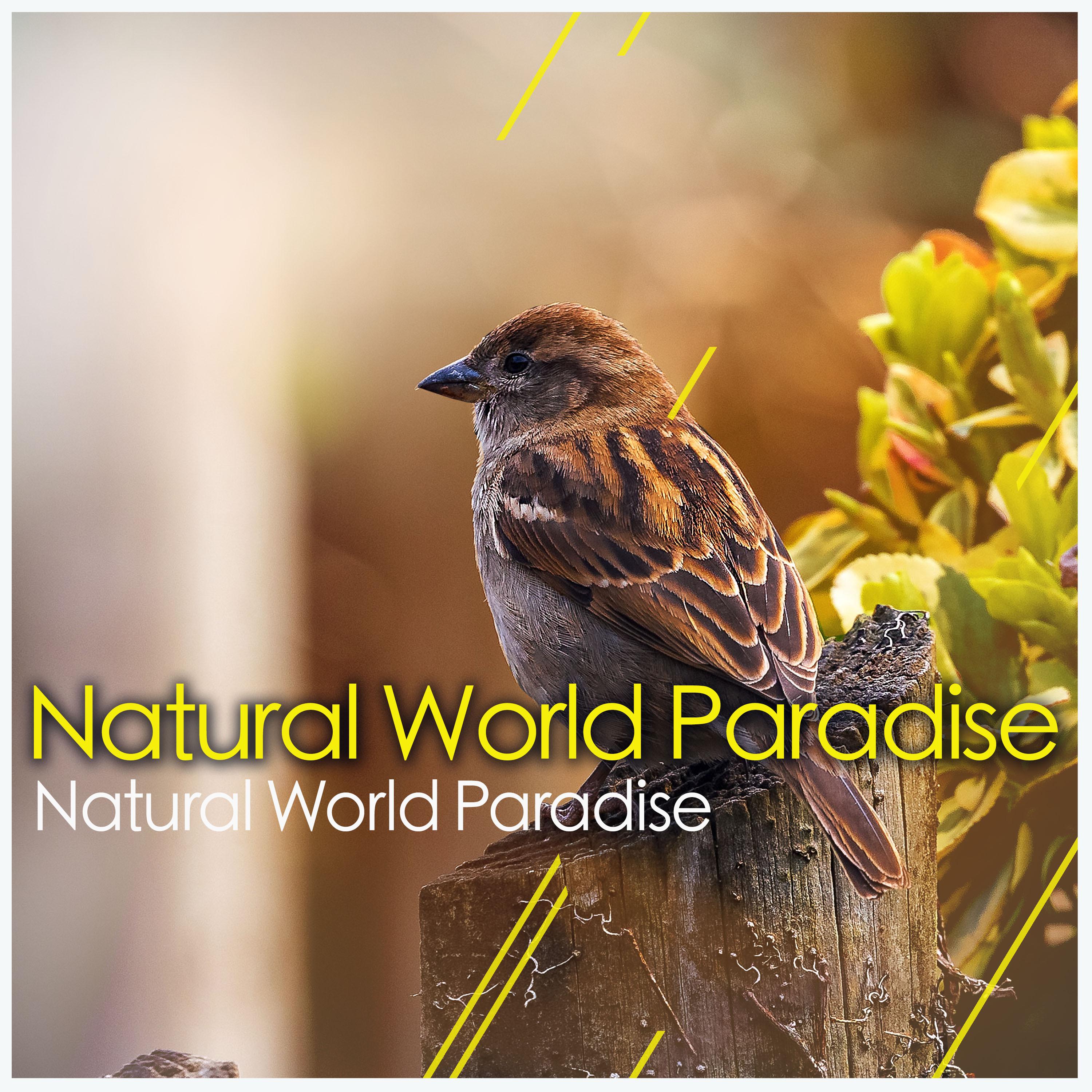 Natural World Paradise