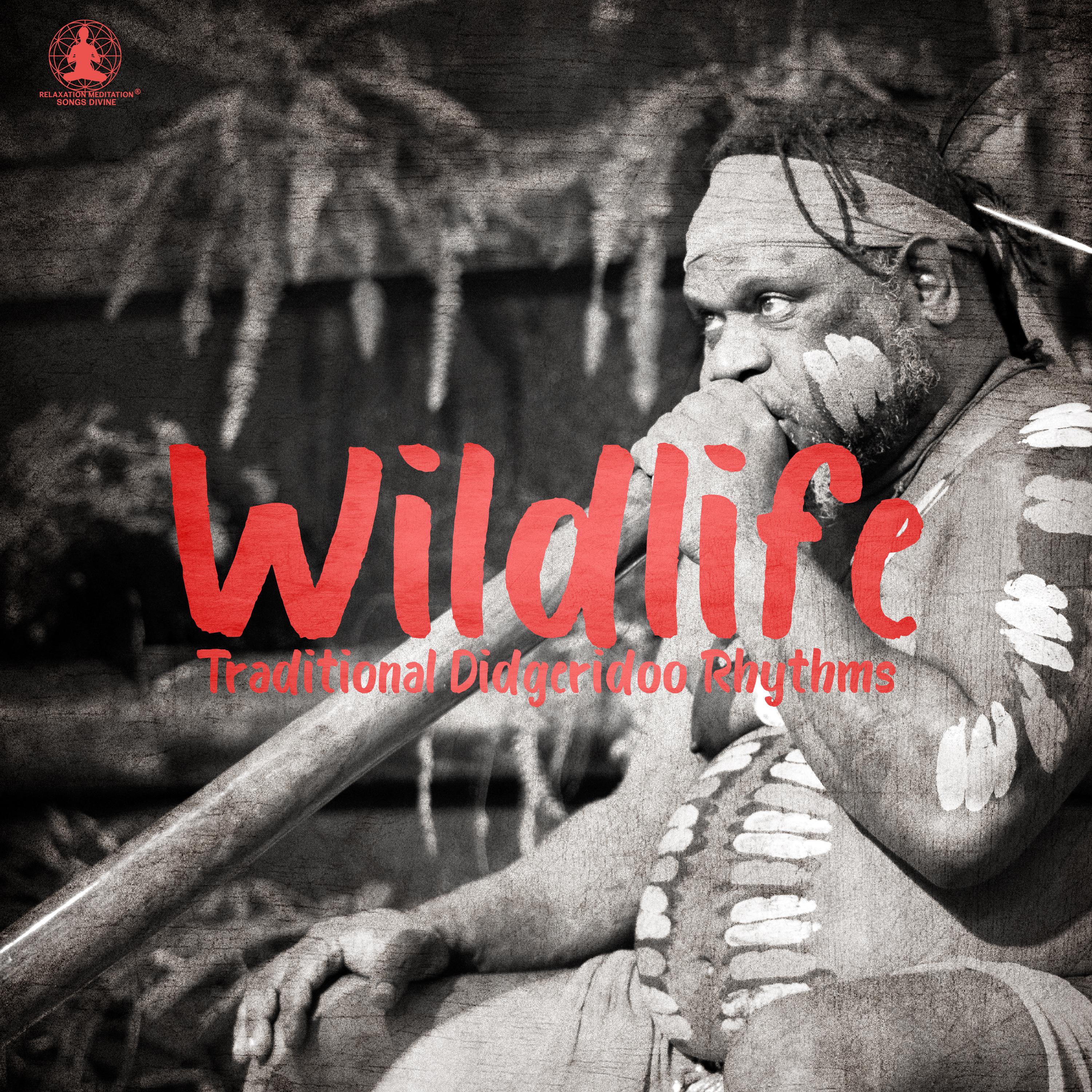 Wildlife (Traditional Didgeridoo Rhythms)