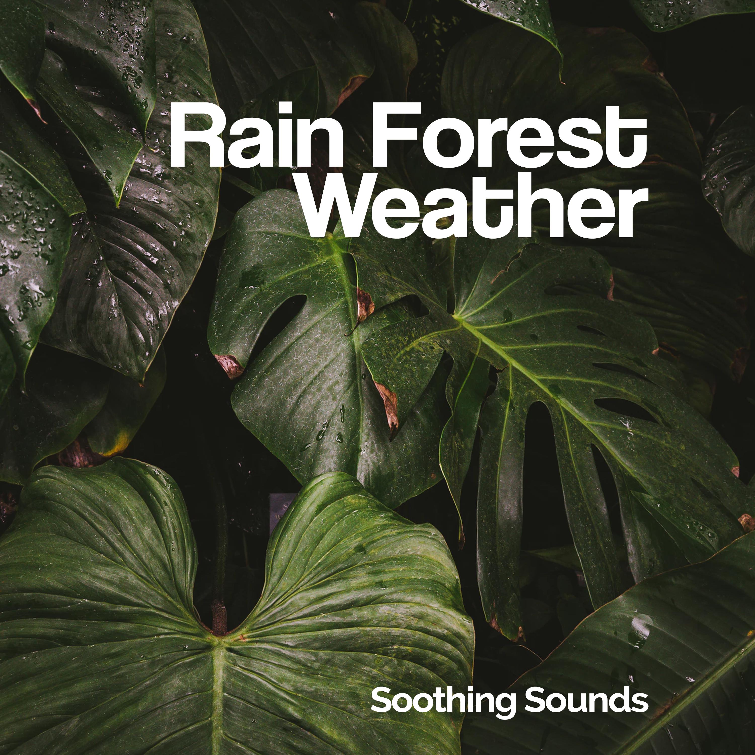Rain Forest Weather