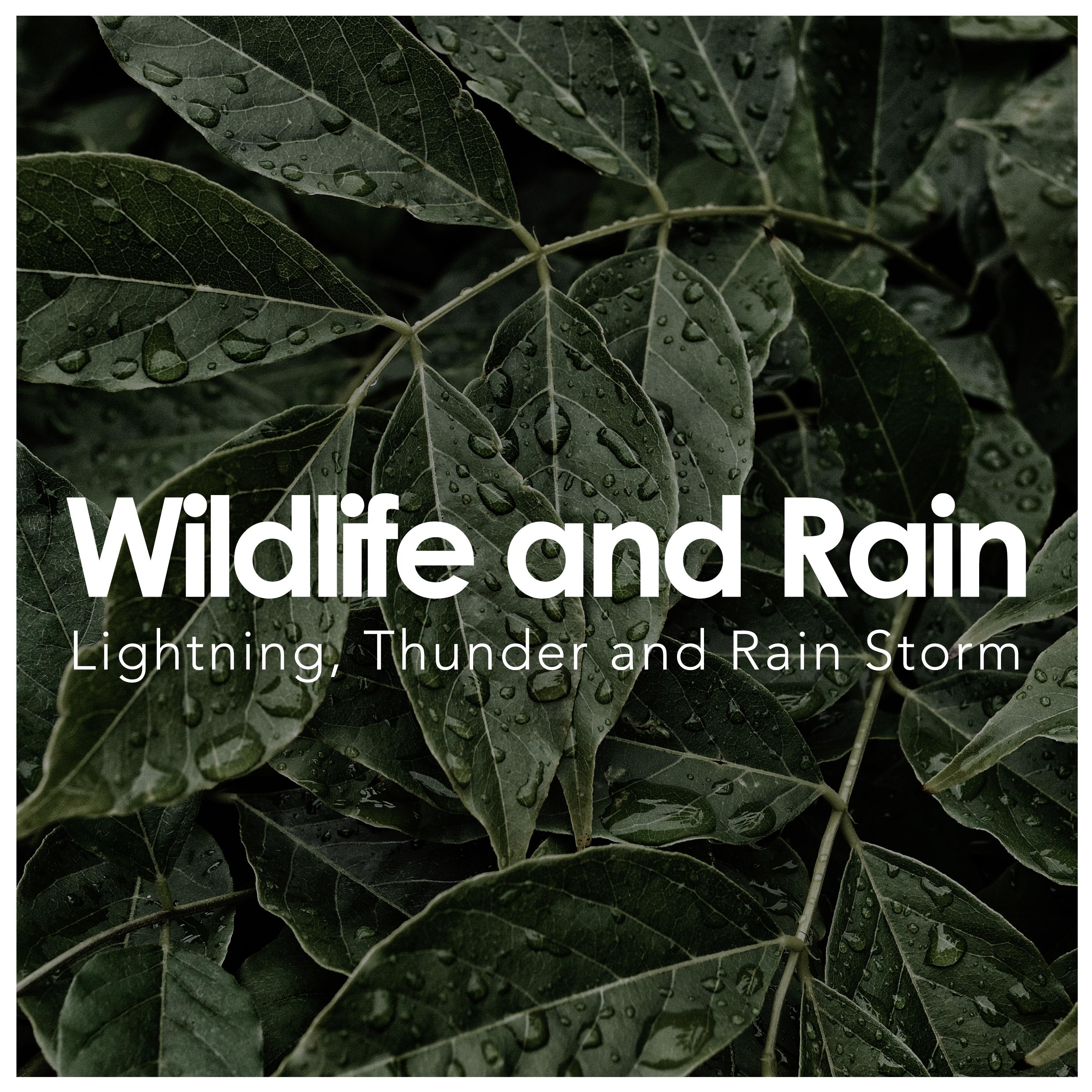 Wildlife and Rain