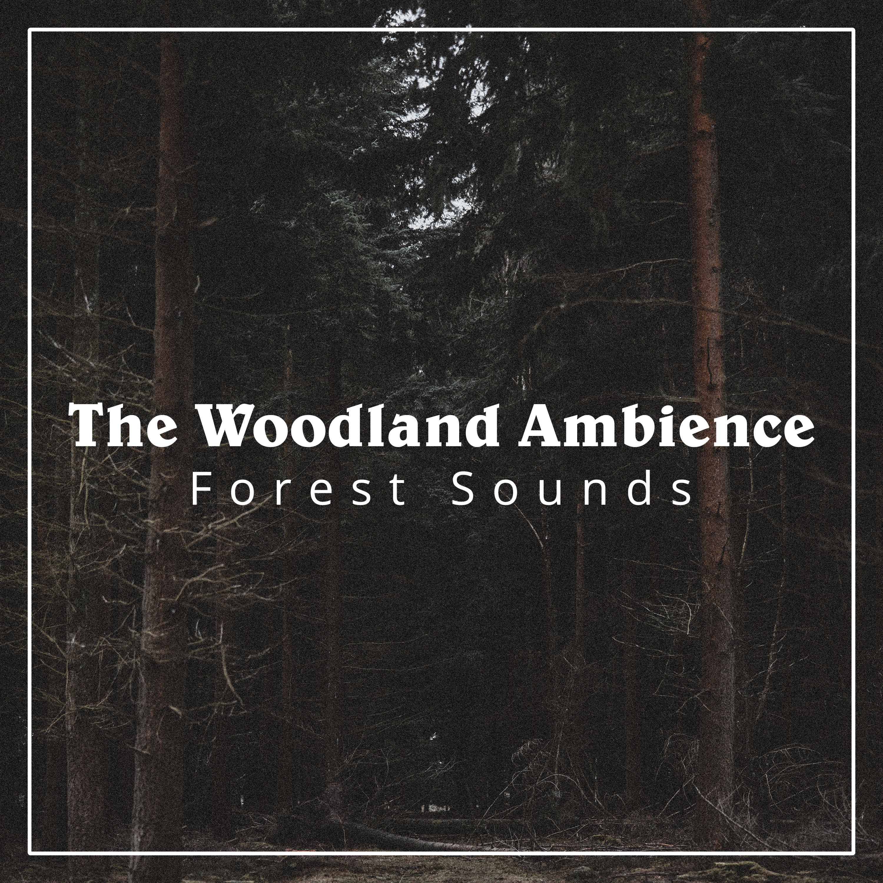 The Woodland Ambience