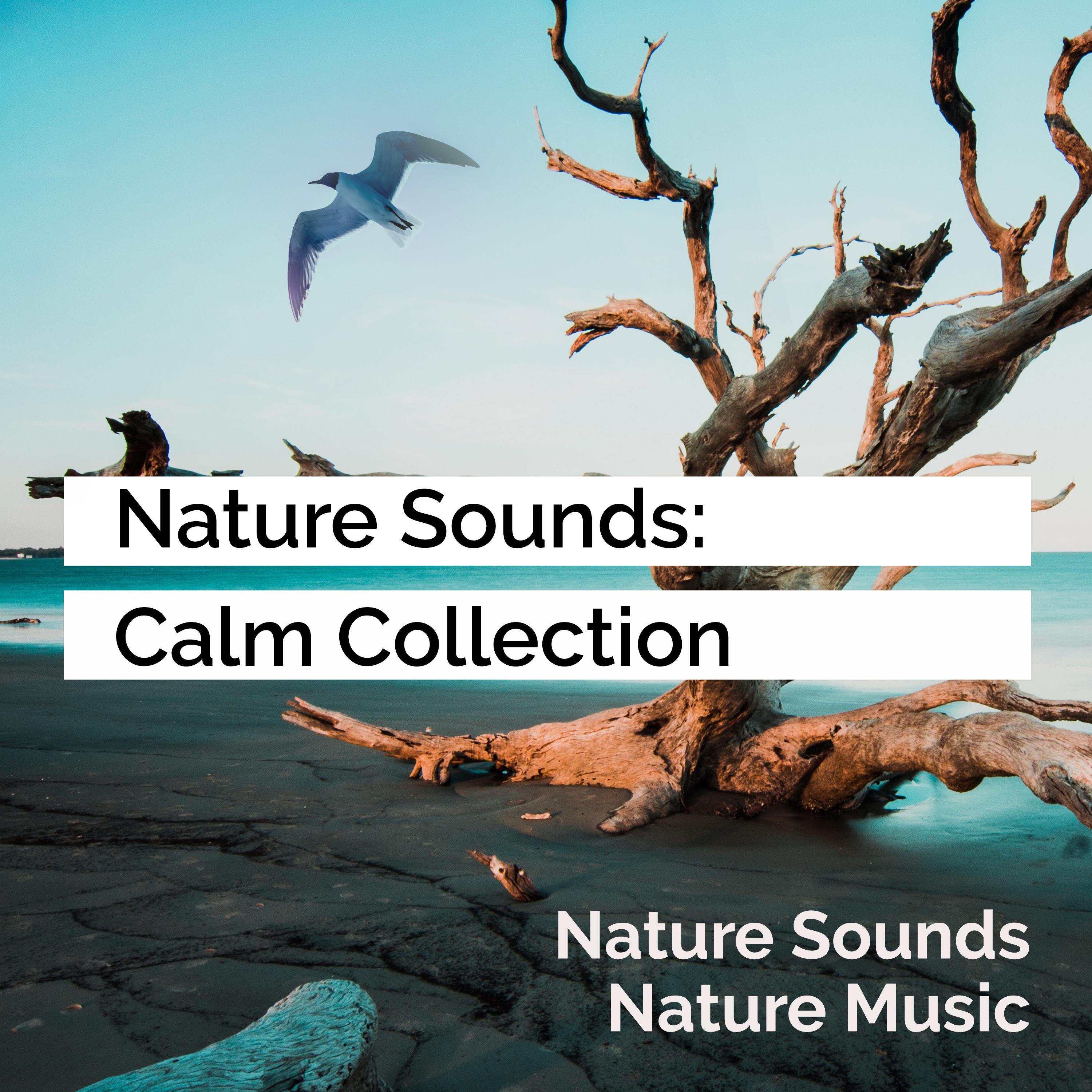 Nature Sounds: Calm Collection
