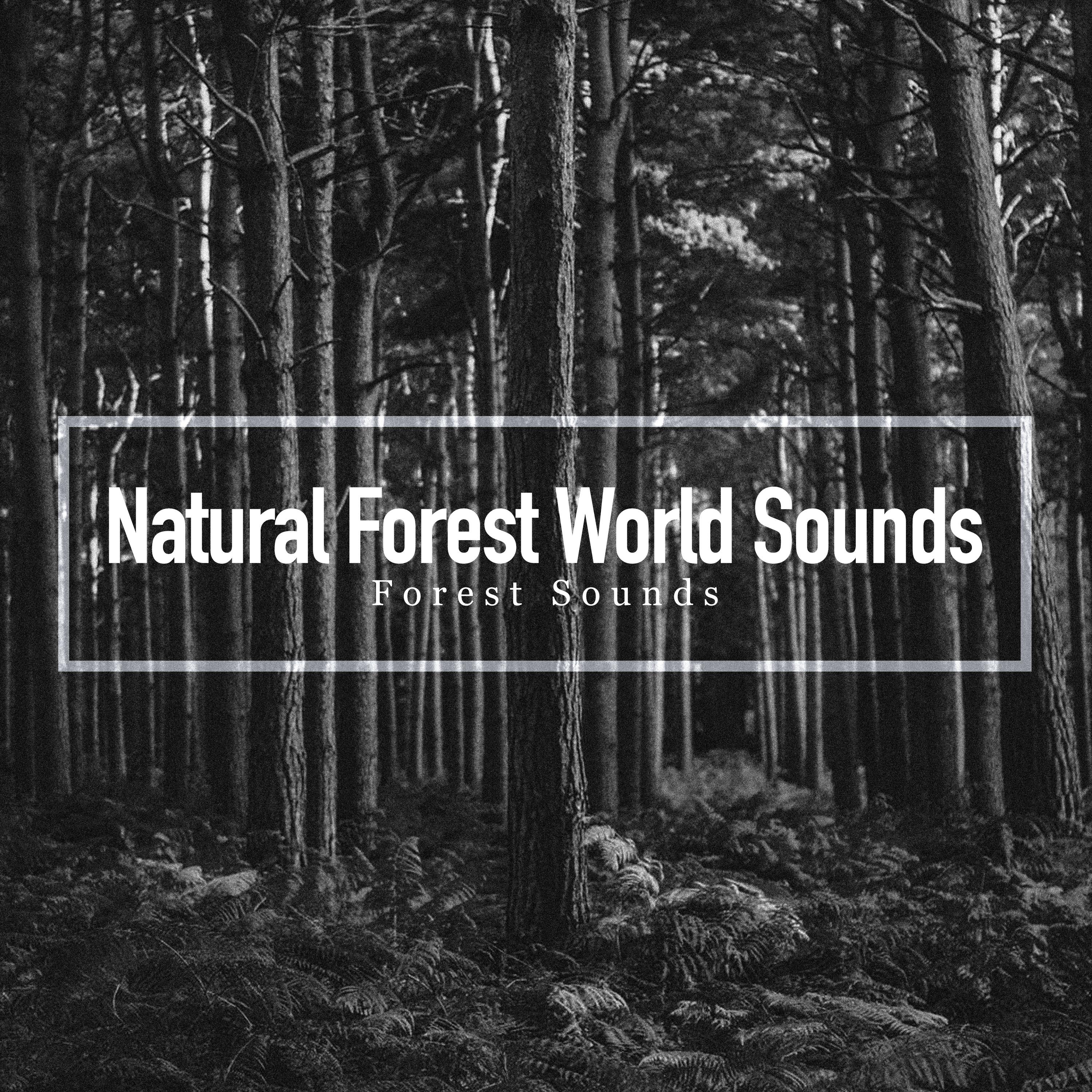 Natural Forest World Sounds