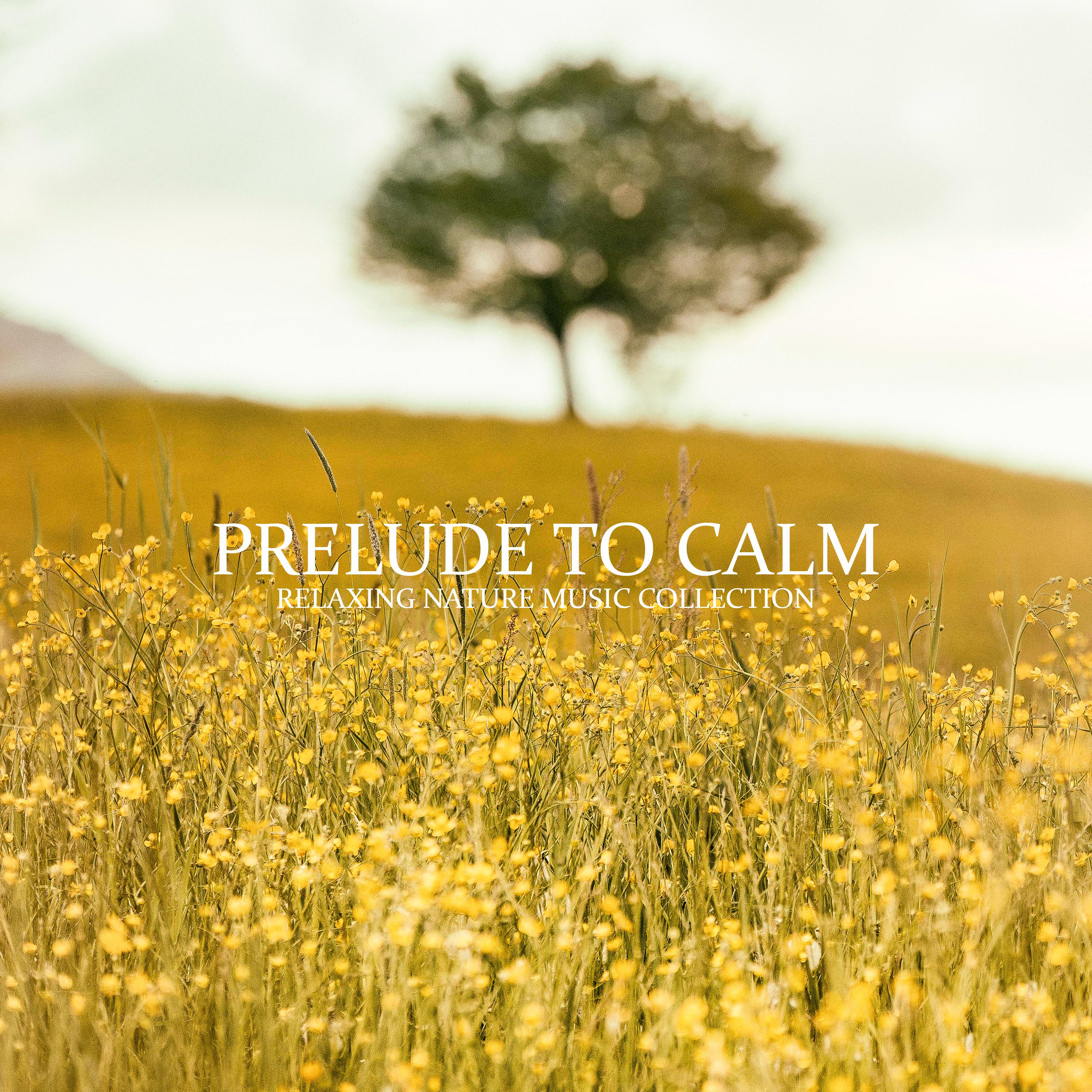 Prelude to Calm