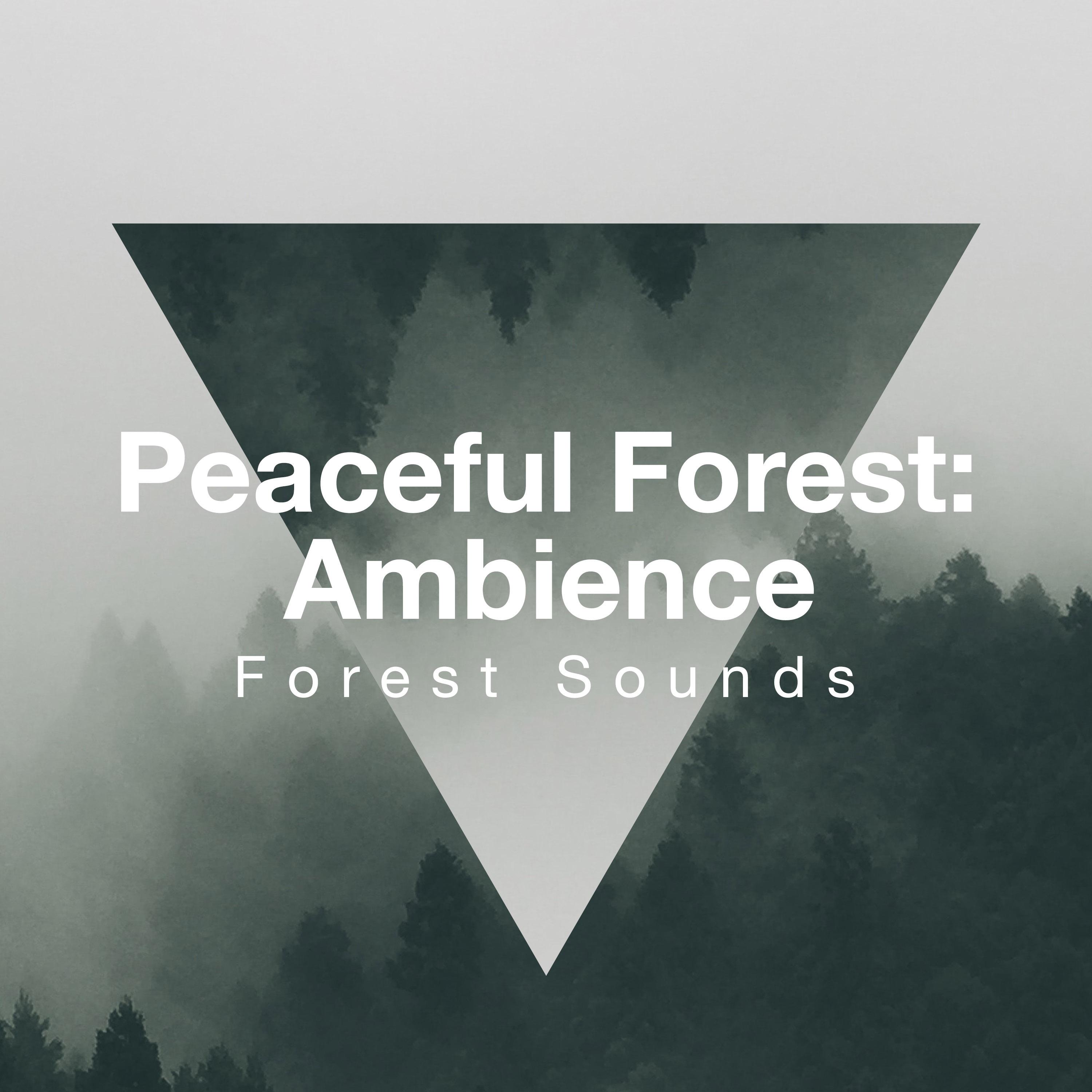 Peaceful Forest: Ambience