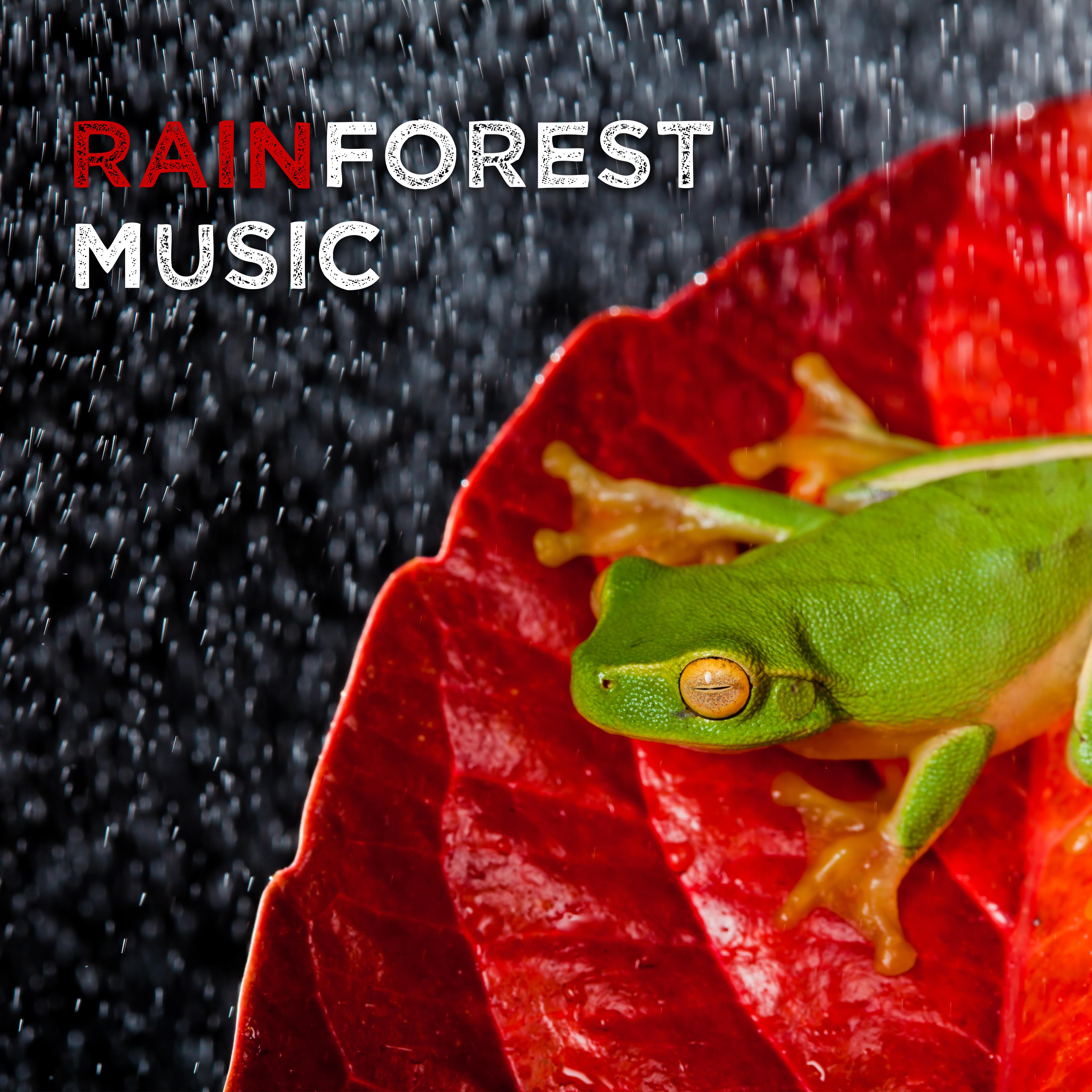 Rainforest Music: Nature Sound Relaxation, Jungle Sounds, Waterscapes, Bird Songs to Sleep, Nature Meditation
