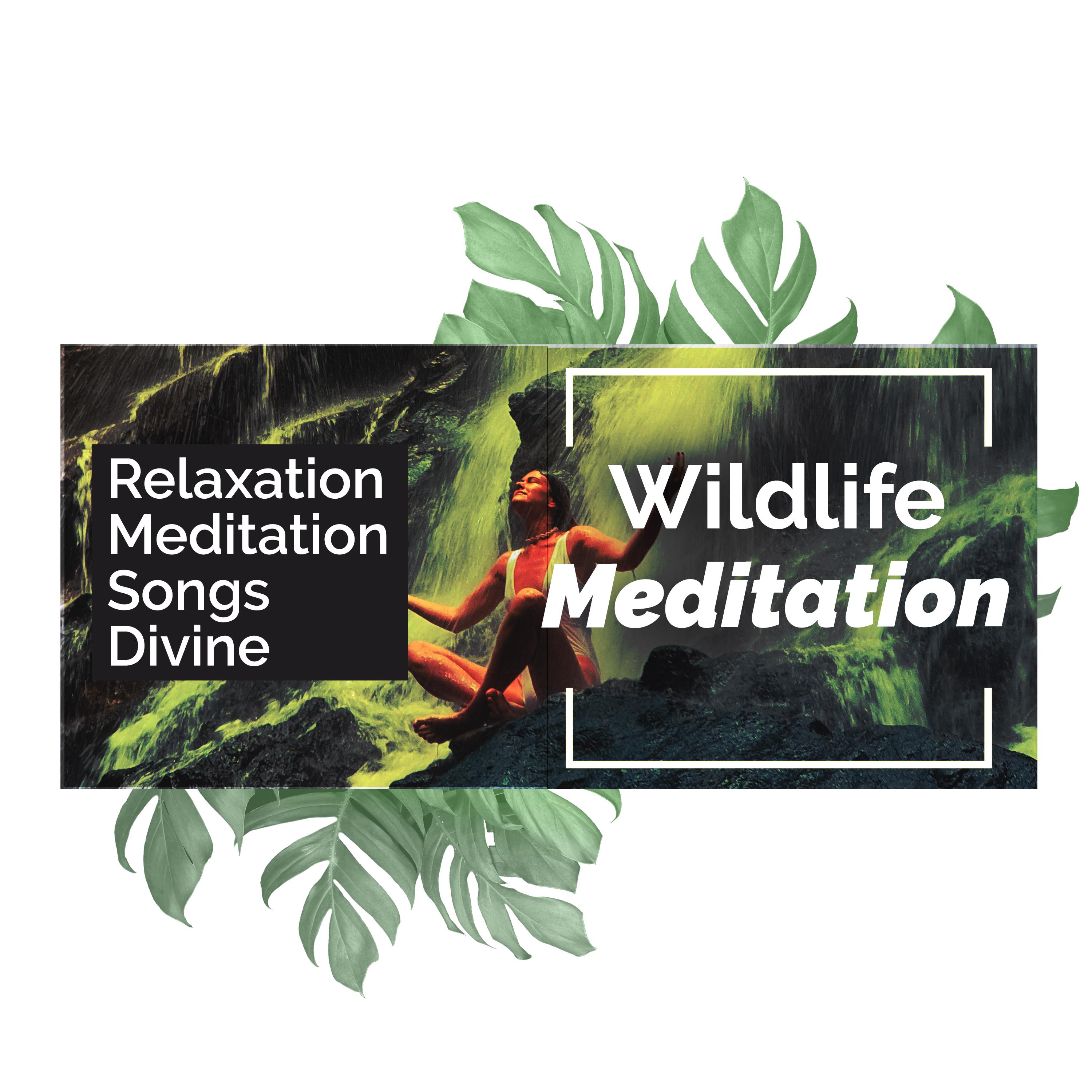 Wildlife Meditation