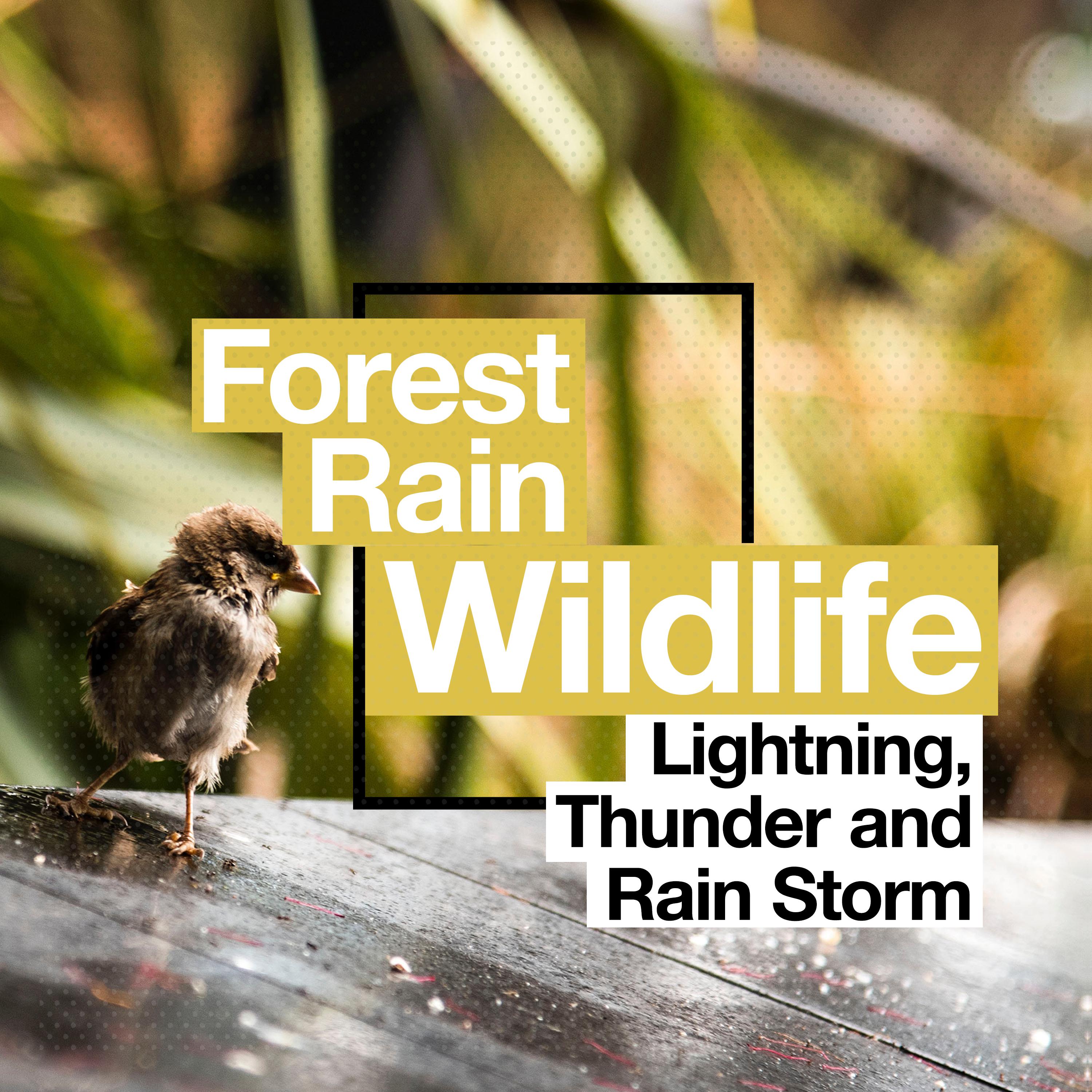 Forest Rain Wildlife