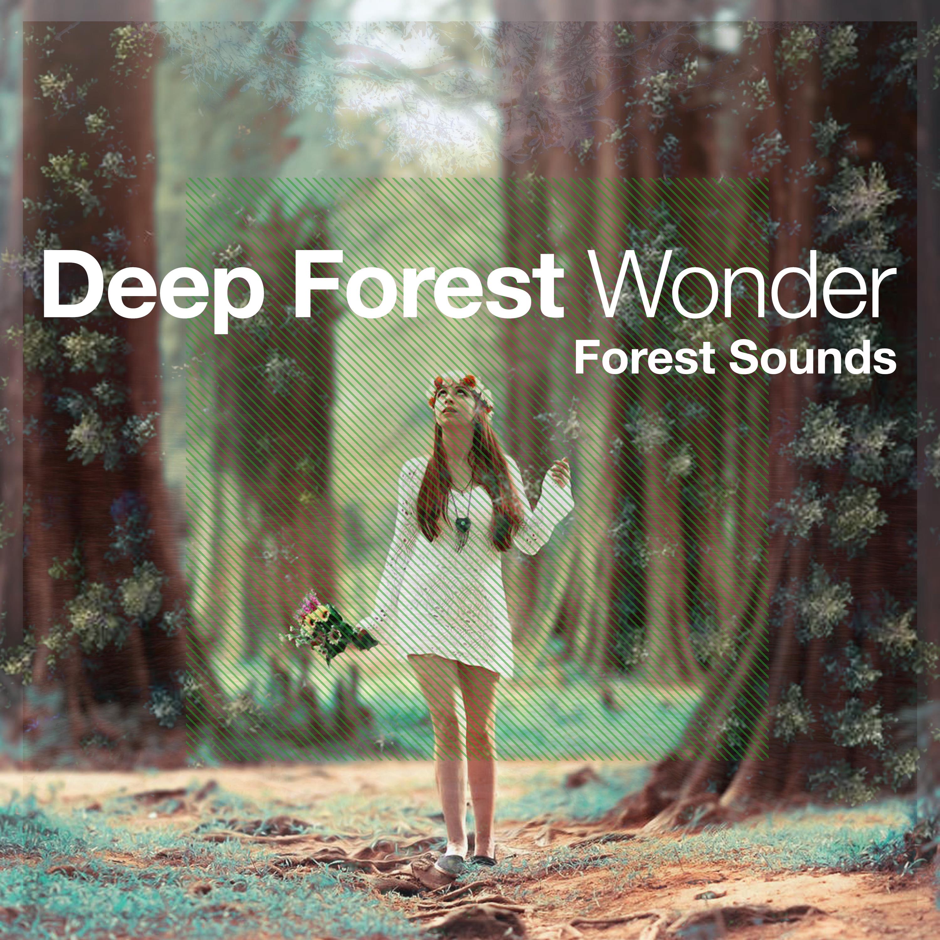 Deep Forest Wonder