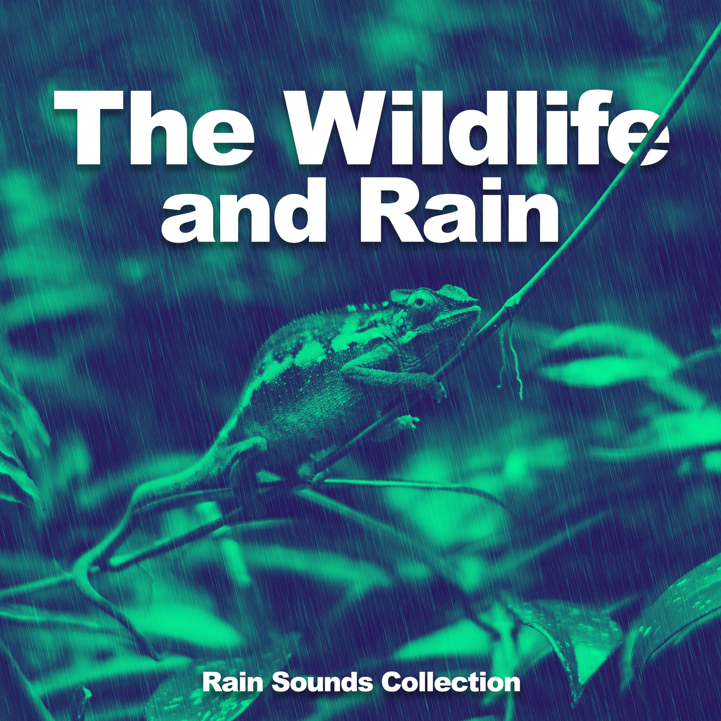 The Wildlife and Rain