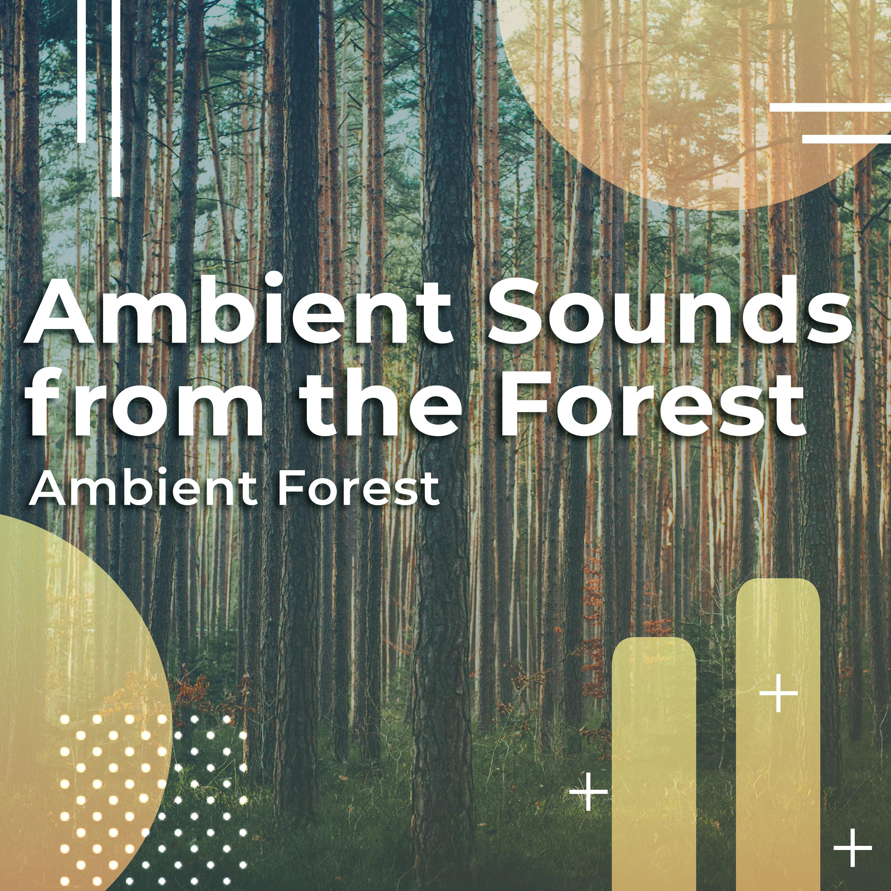 Ambient Sounds from the Forest