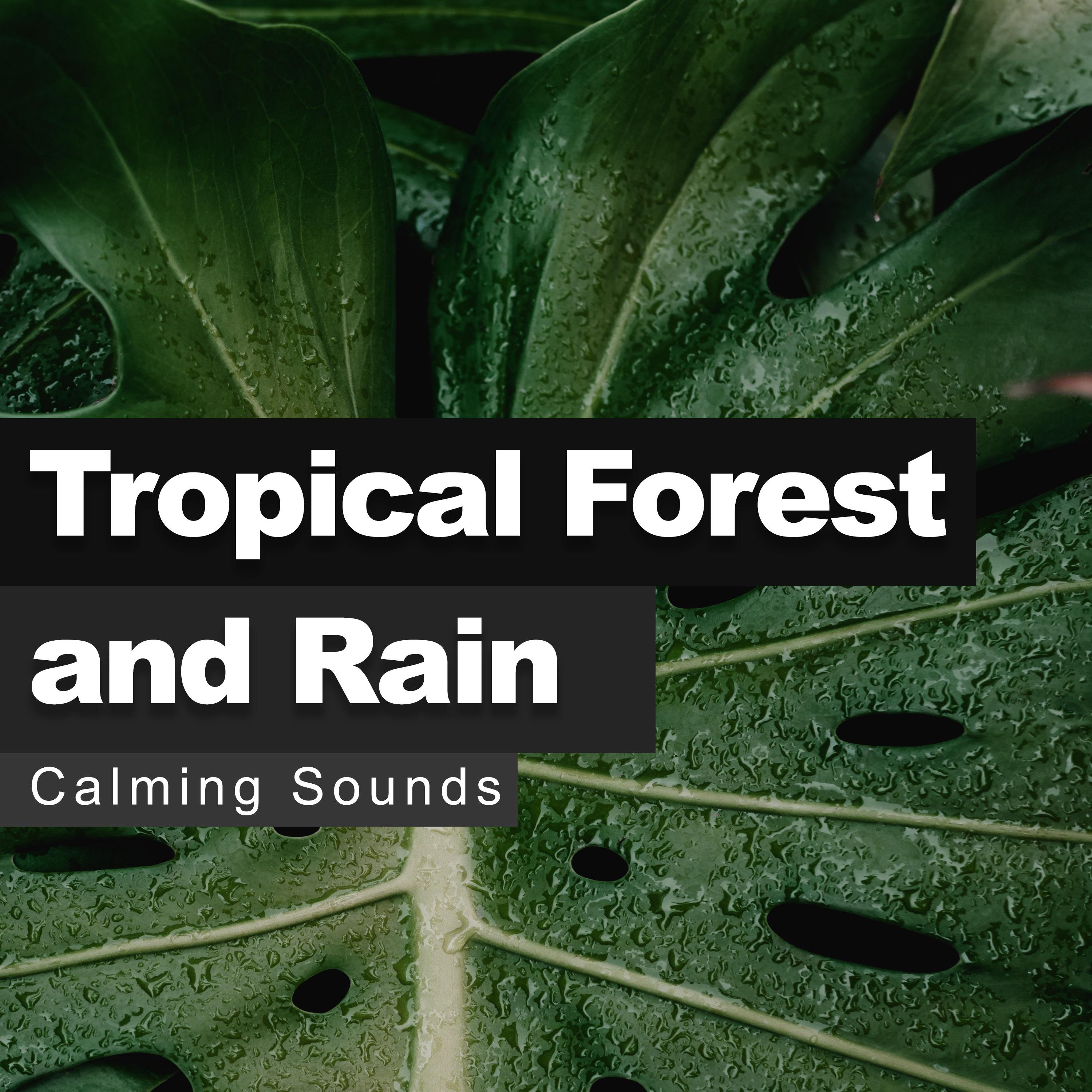 Tropical Forest and Rain