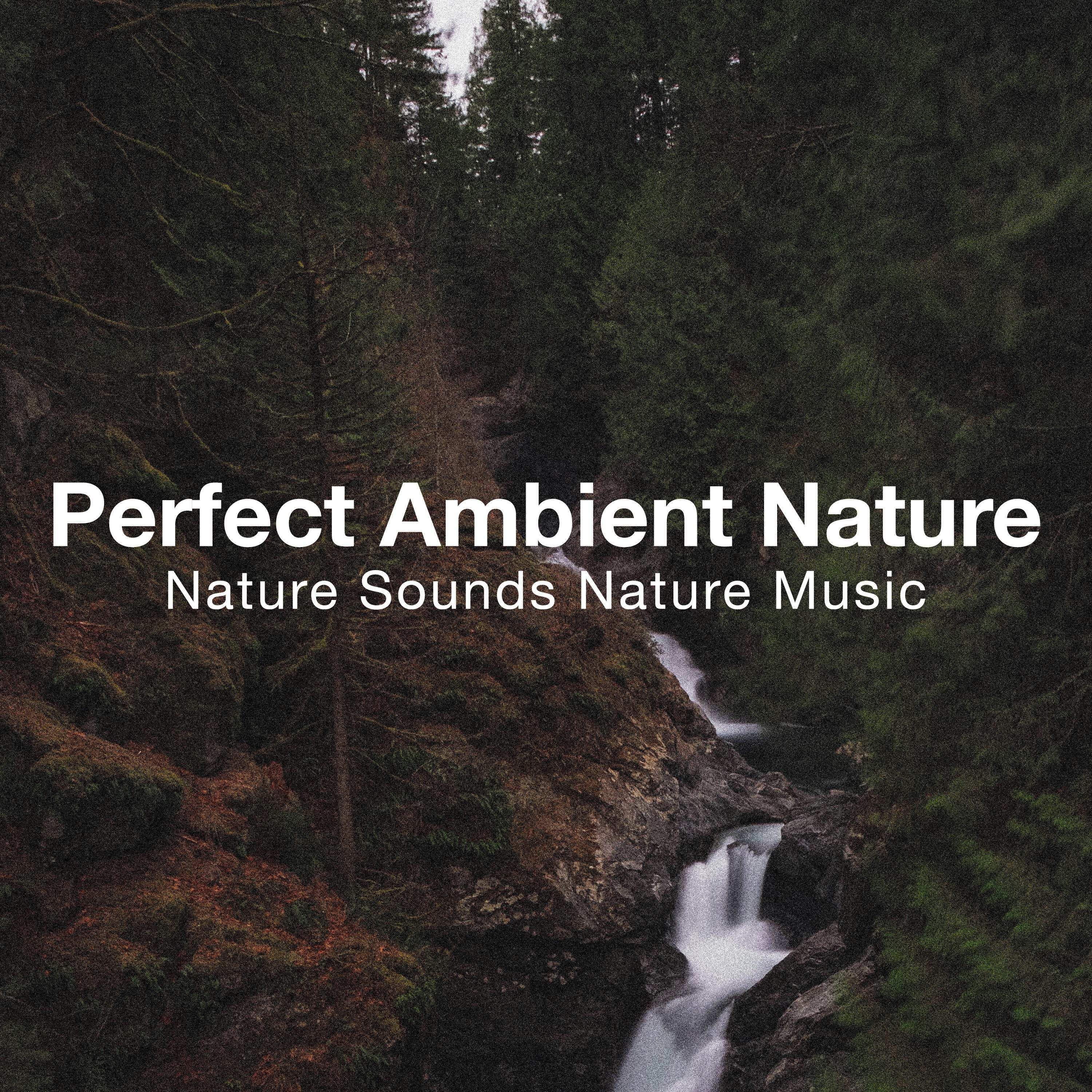 Perfect Ambient Nature