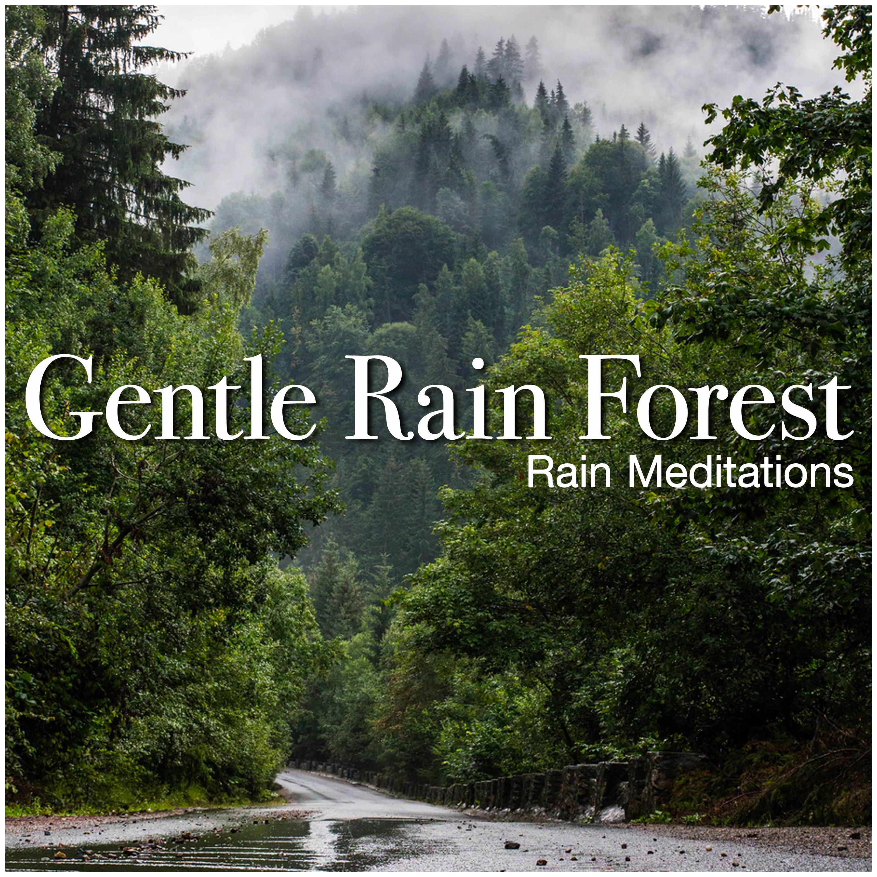 Gentle Rain Forest