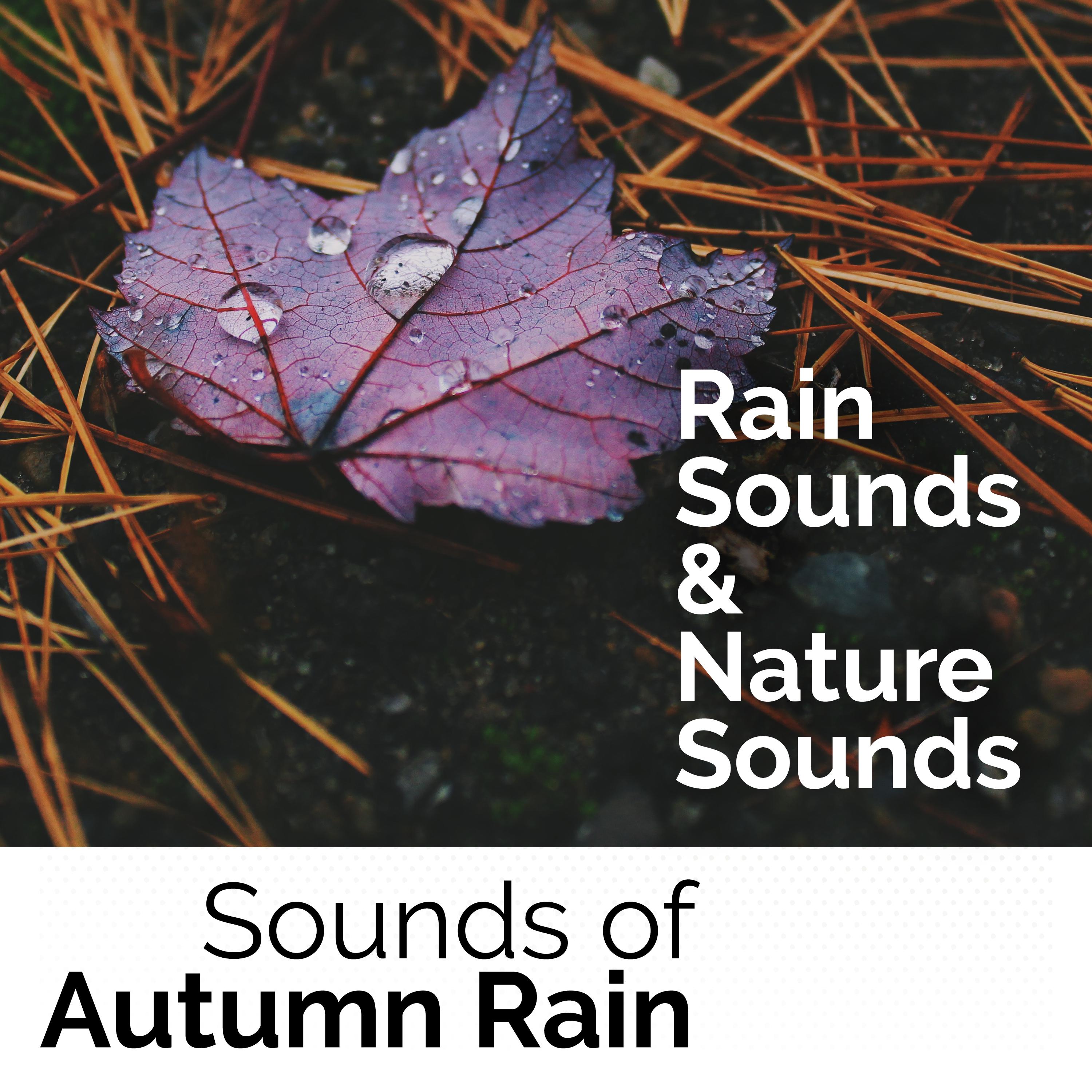 Sounds of Autumn Rain