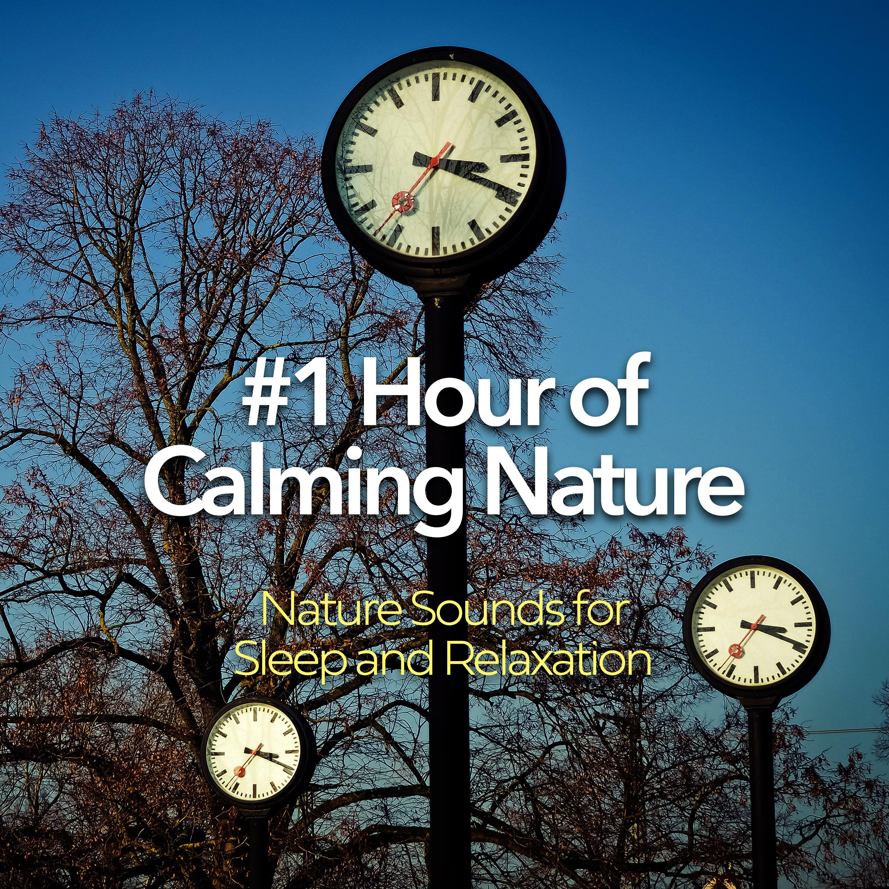 #1 Hour of Calming Nature