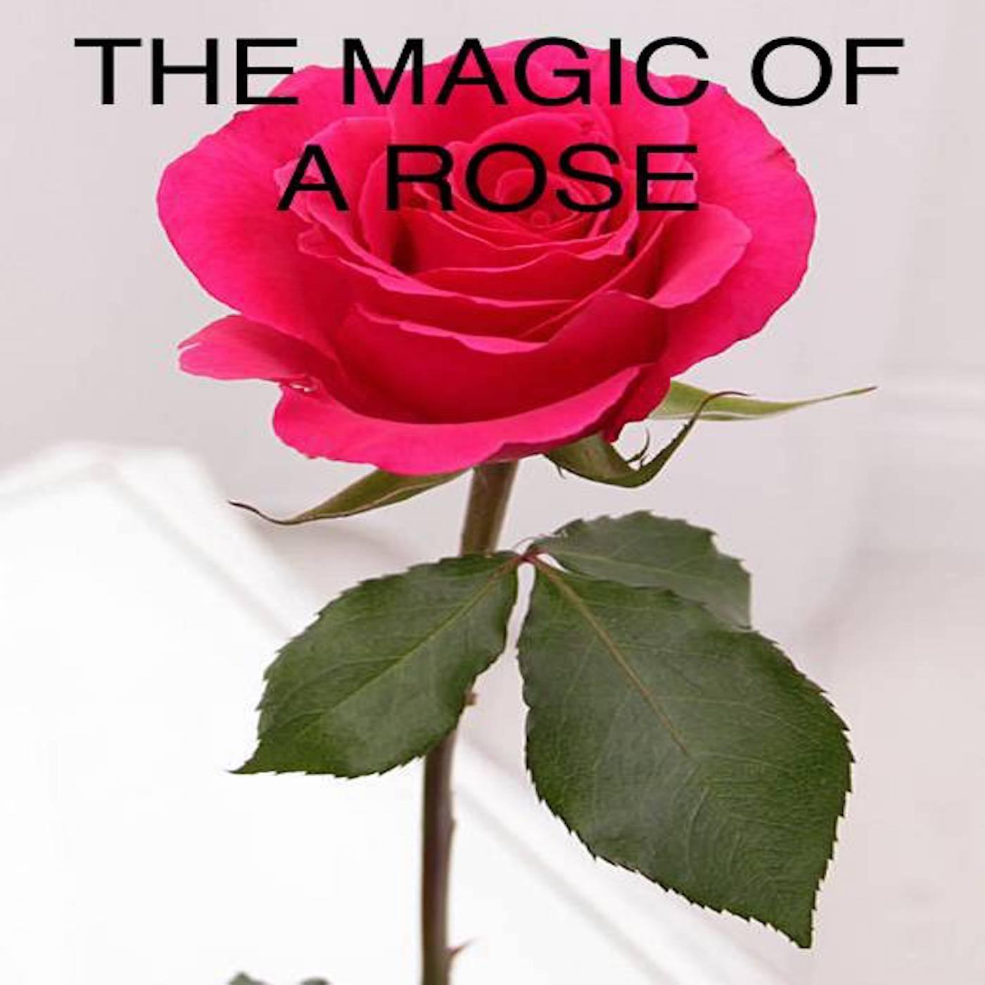 The Magic of a Rose