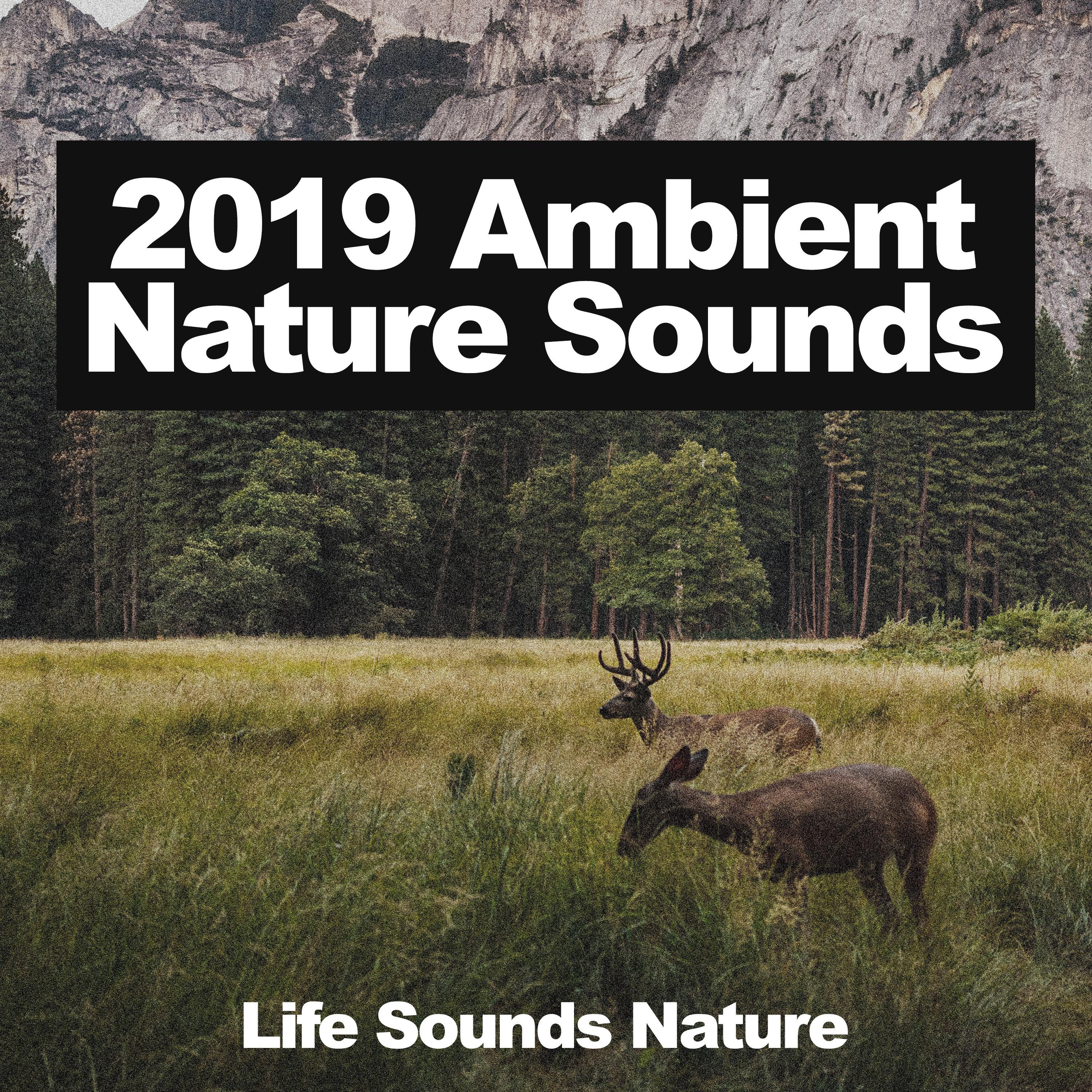 2019 Ambient Nature Sounds