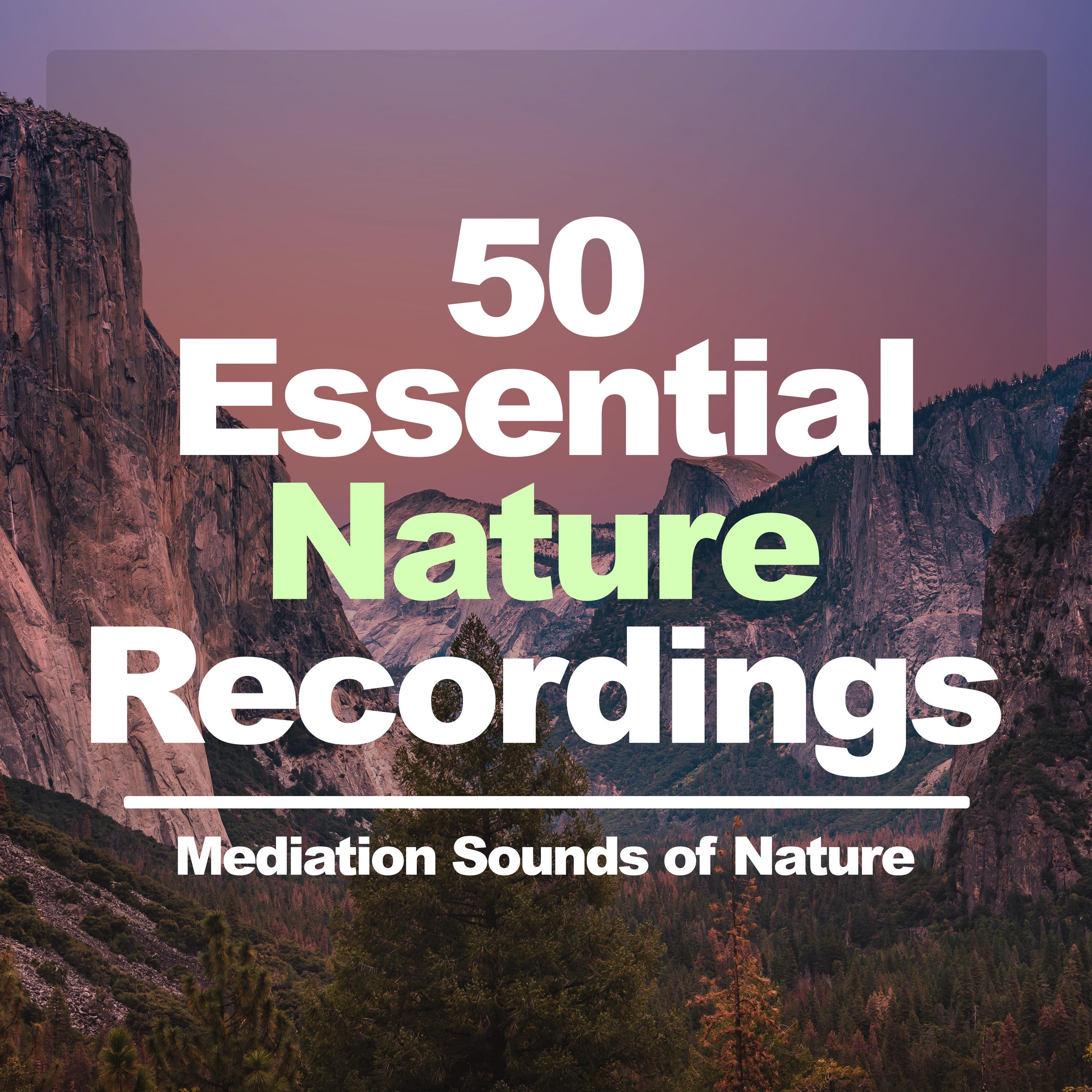 50 Essential Nature Recordings