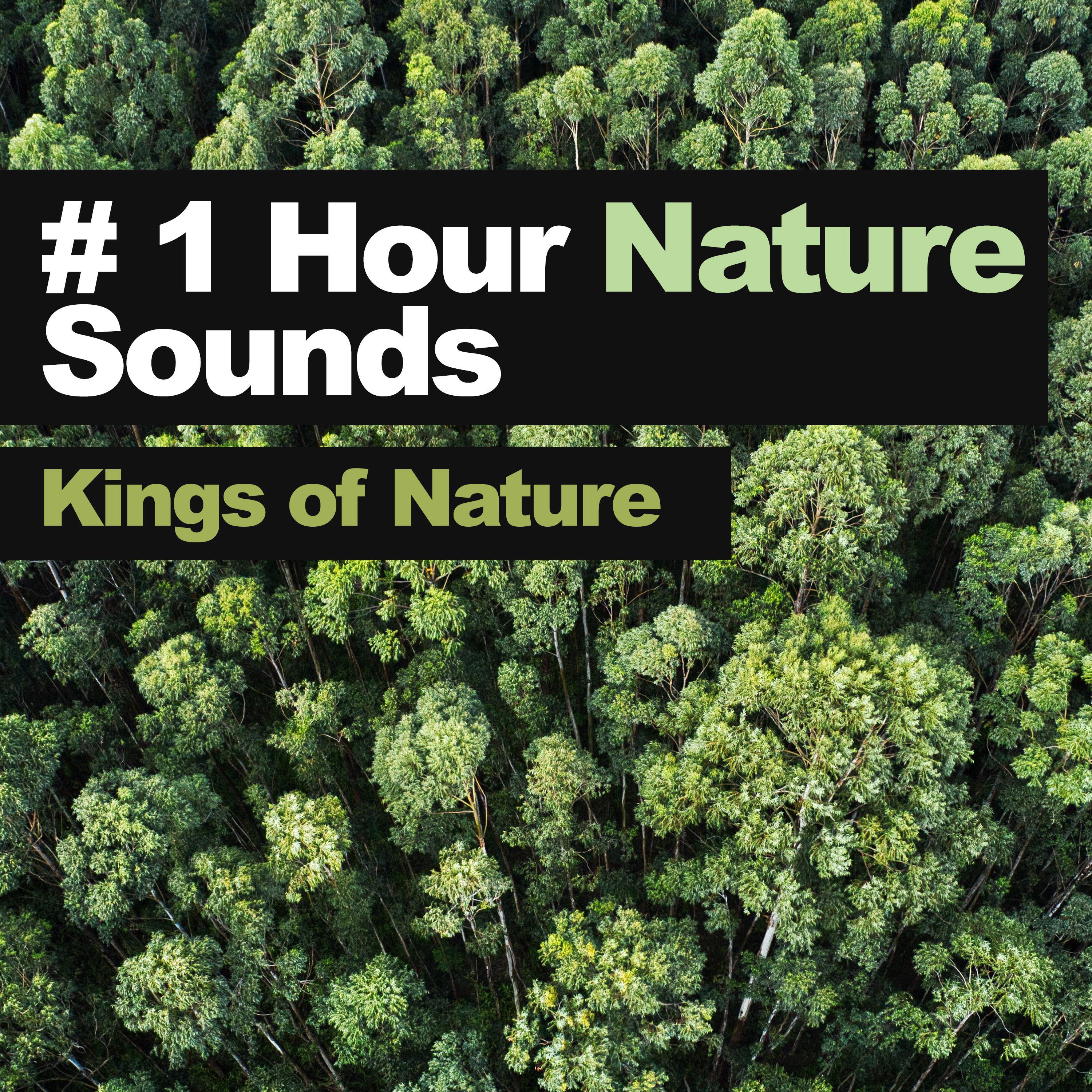 # 1 Hour Nature Sounds