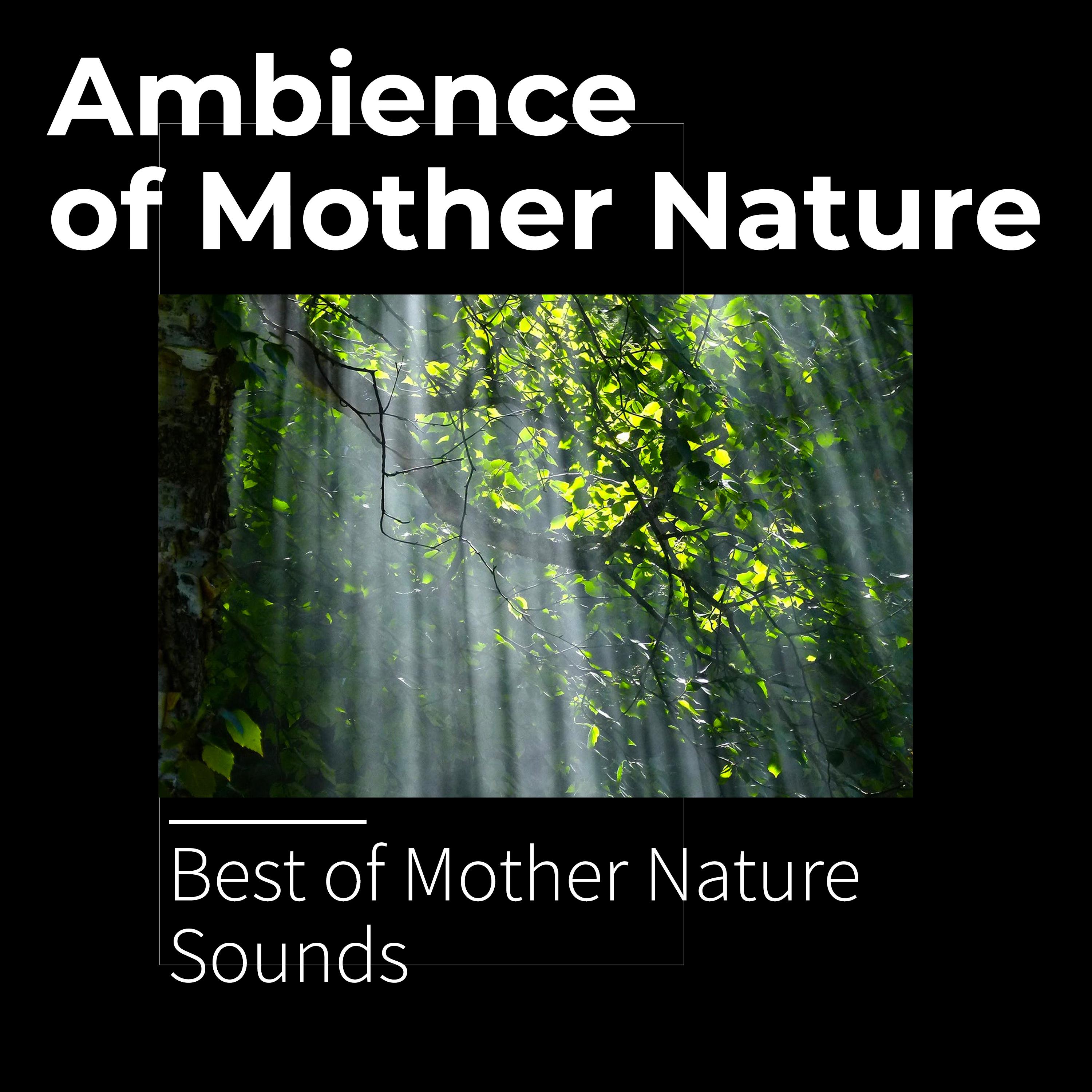 Ambience of Mother Nature