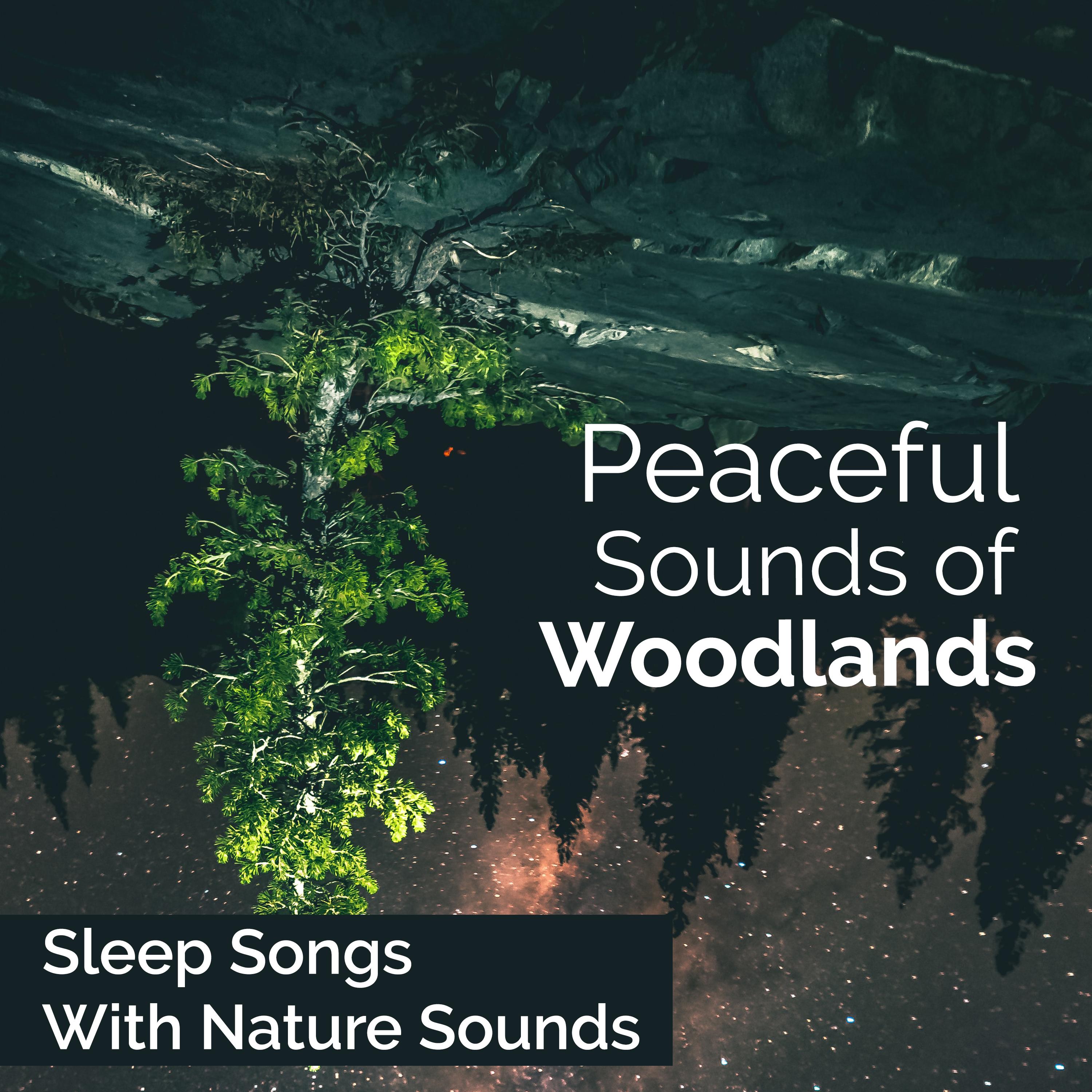 Peaceful Sounds of Woodlands