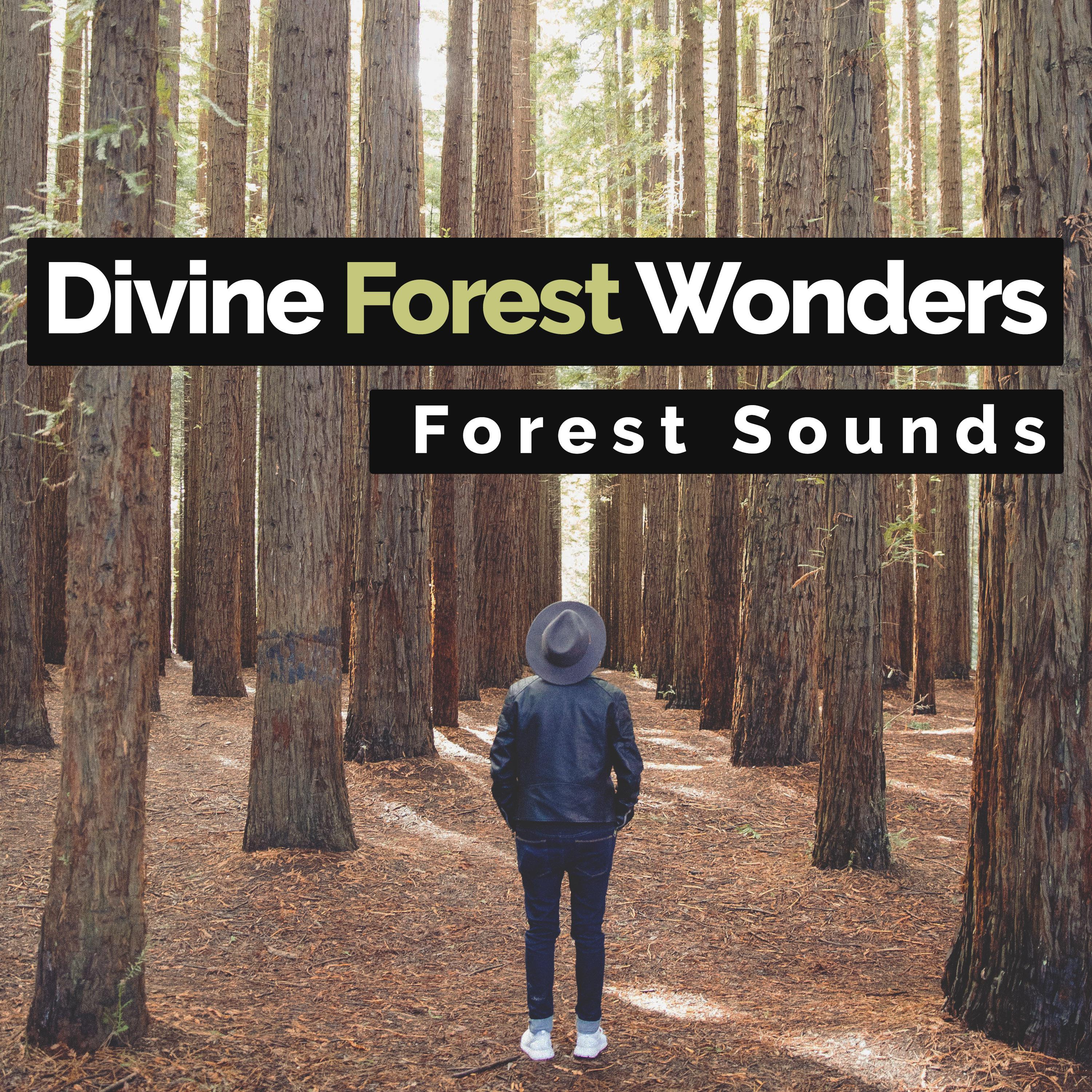 Divine Forest Wonders