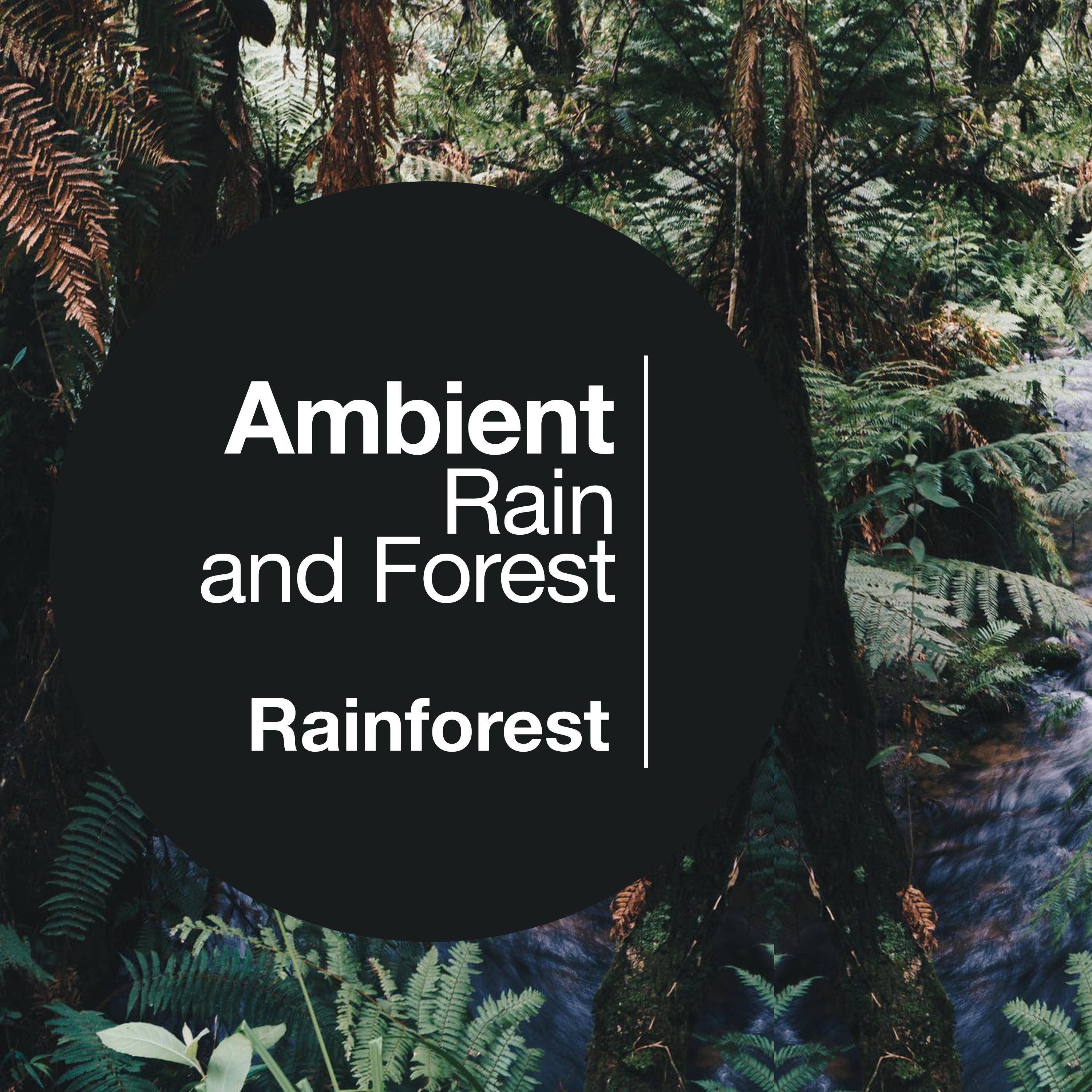 Ambient Rain and Forest