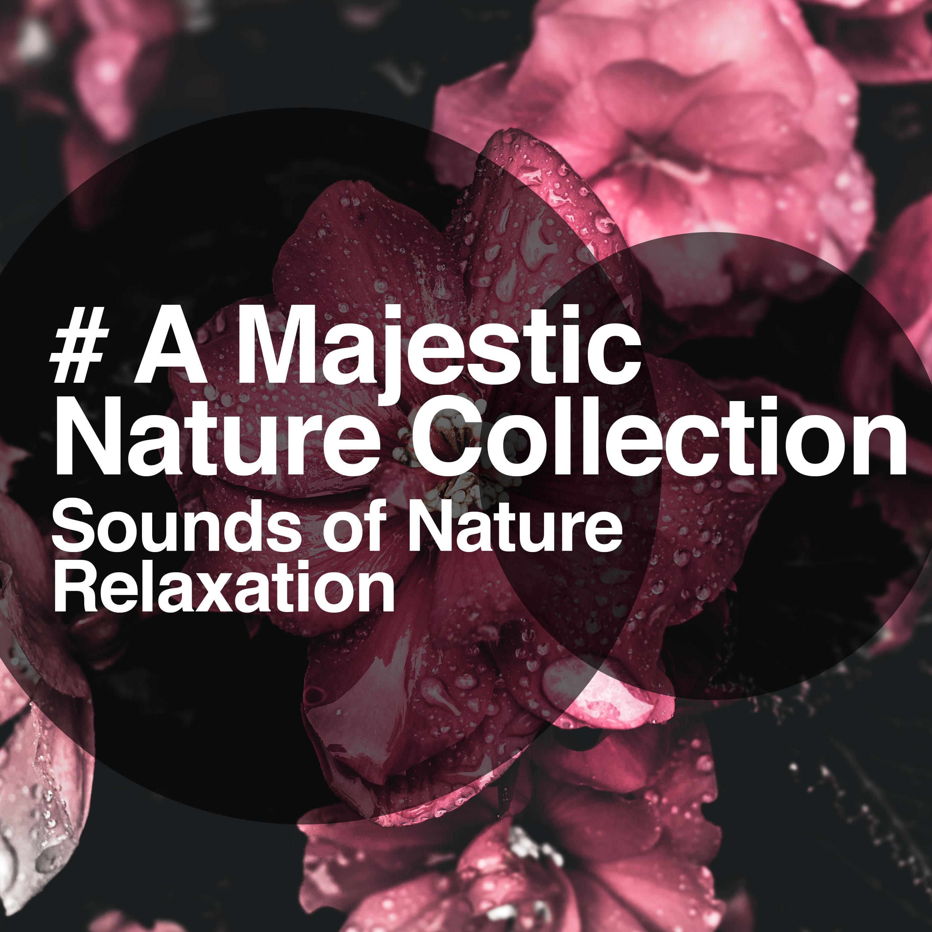 # A Majestic Nature Collection