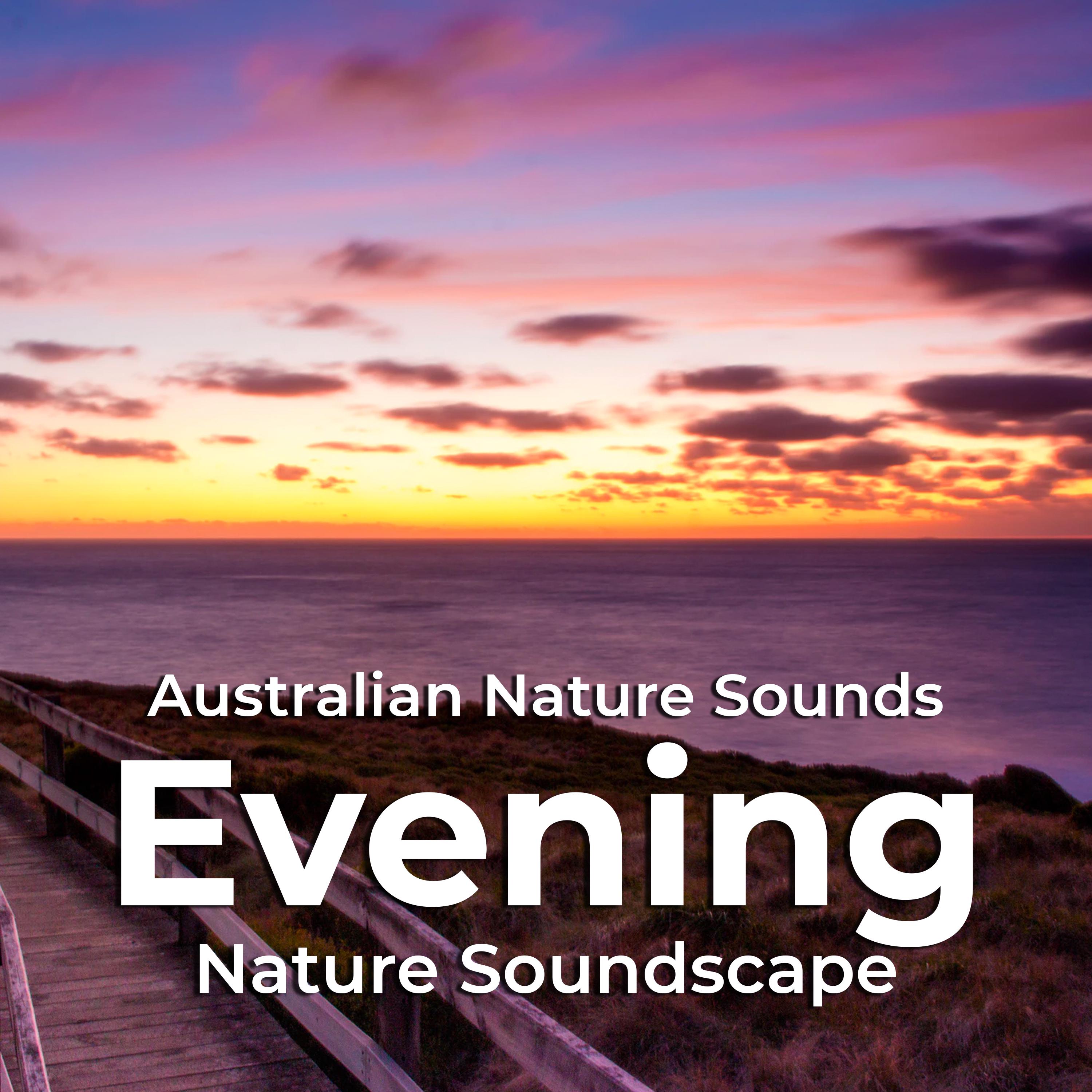 Evening Nature Soundscape
