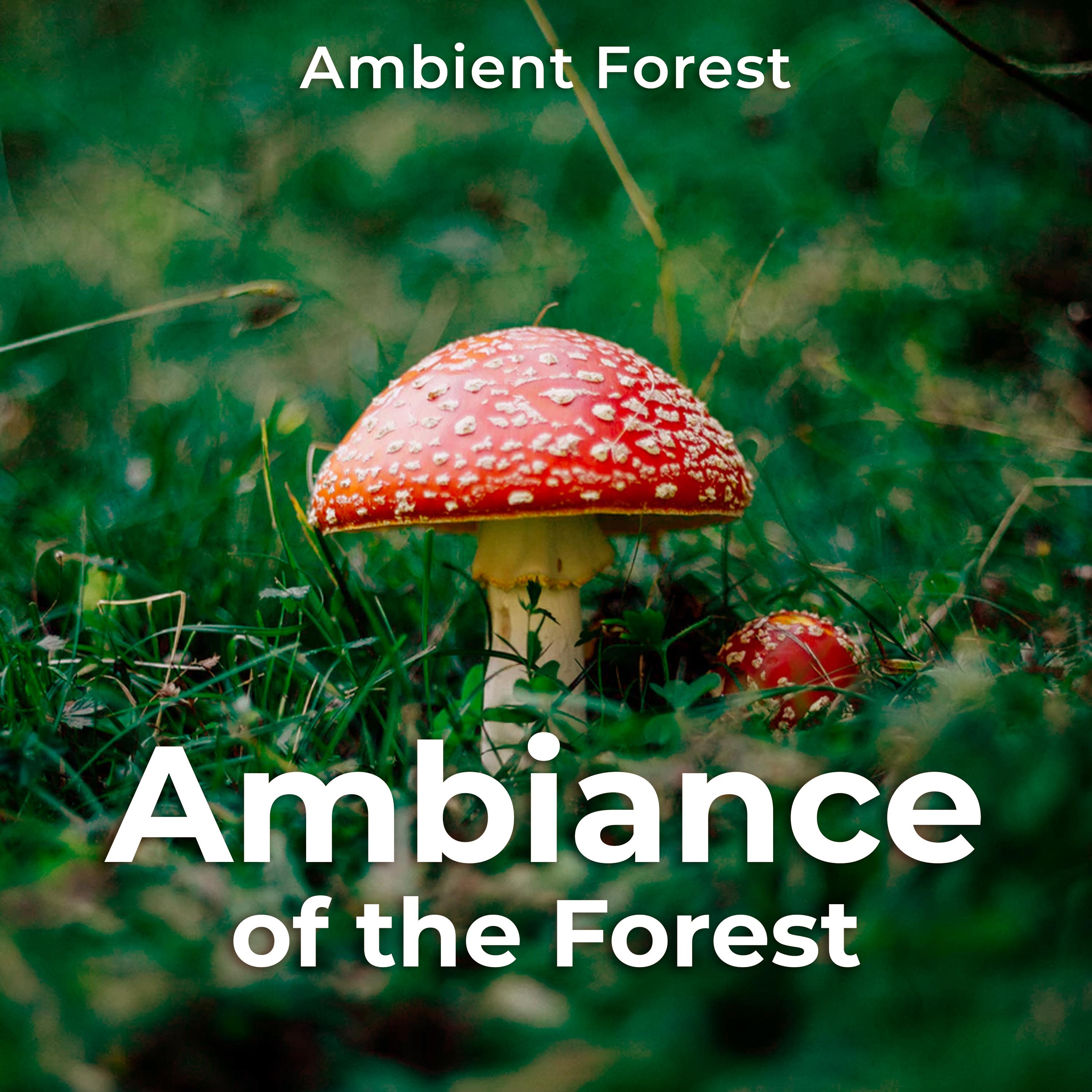 Ambiance of the Forest