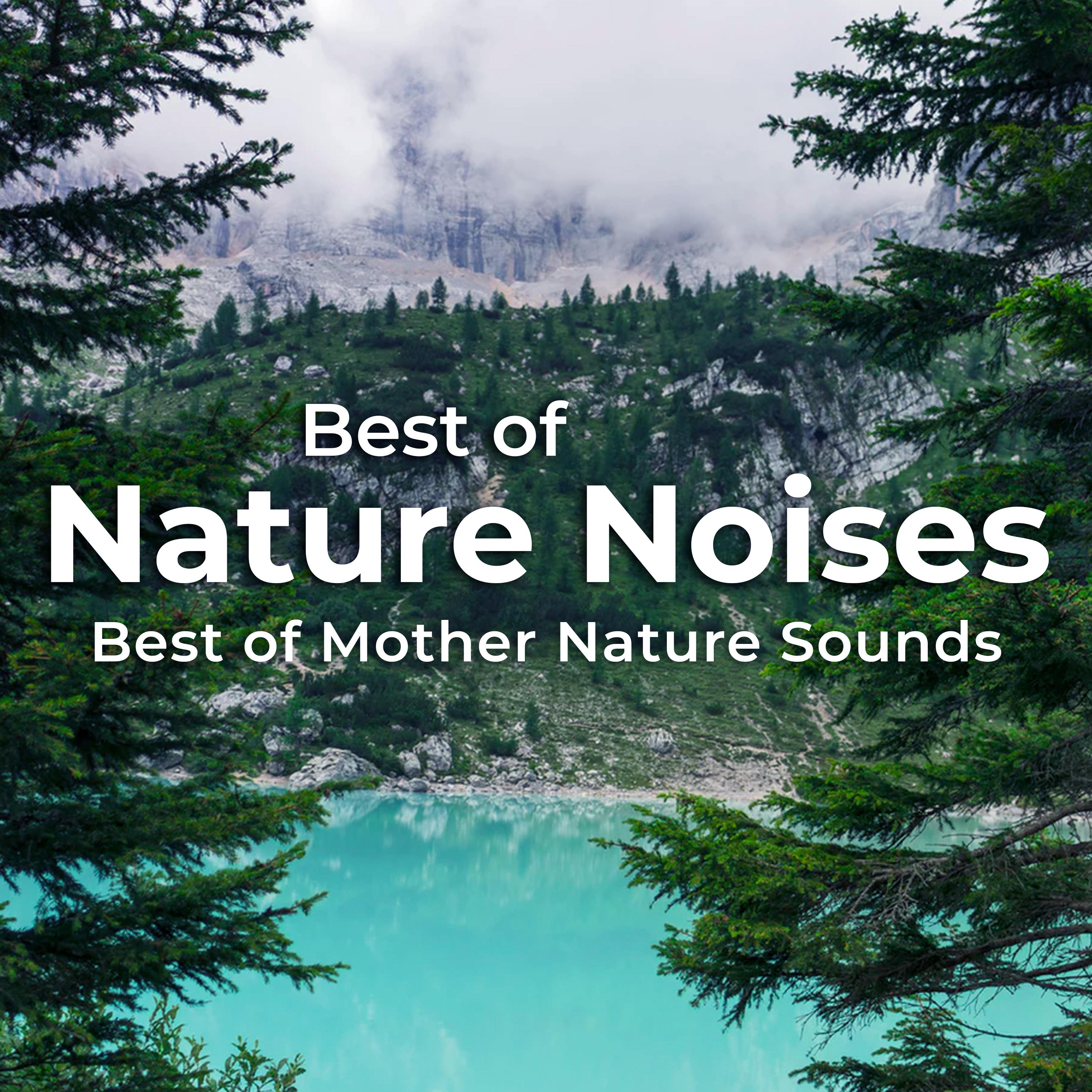 Best of Nature Noises